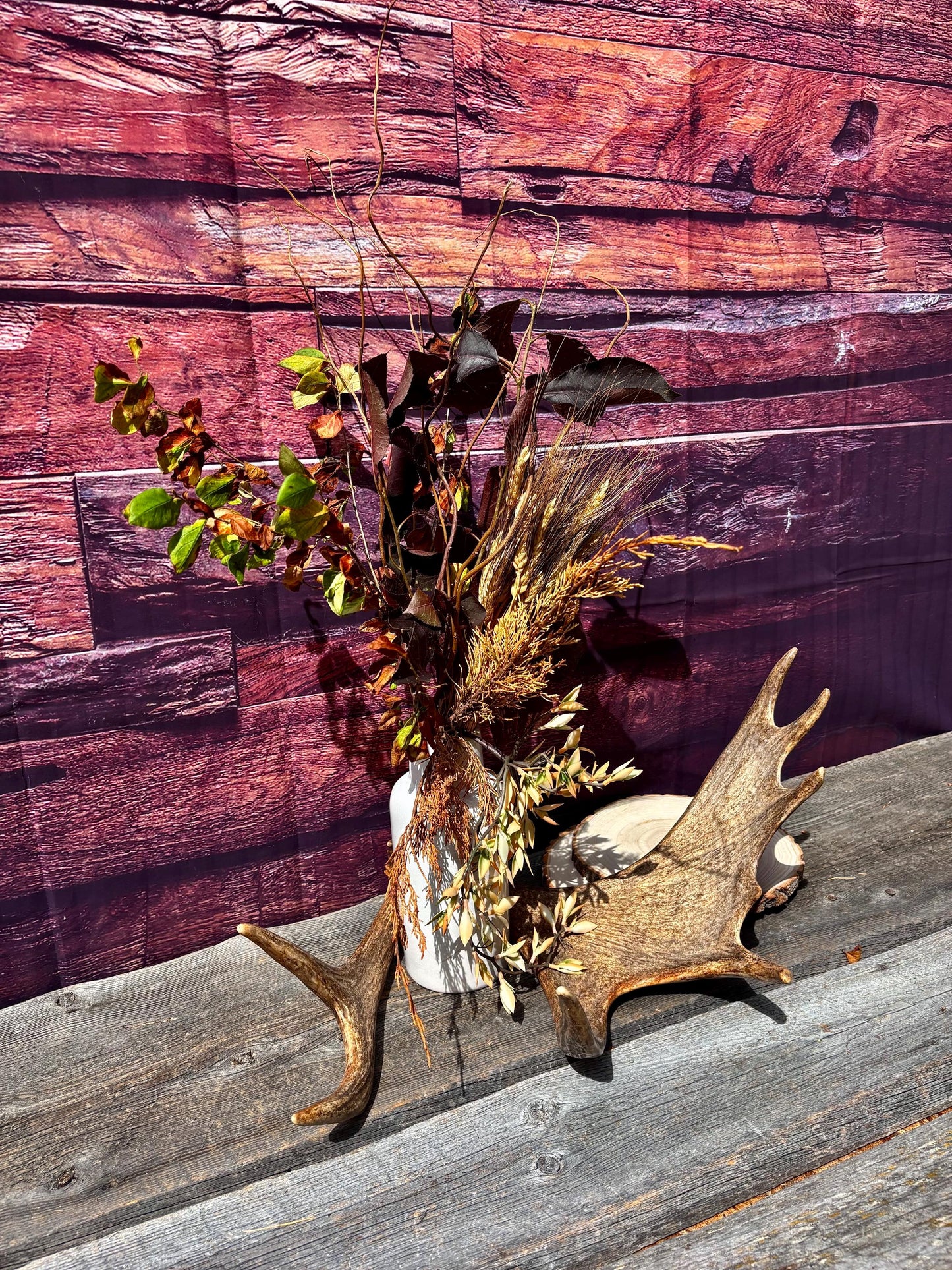 Bull Moose Antler. Unusual & Medium sized. For Crafting, Decor and More