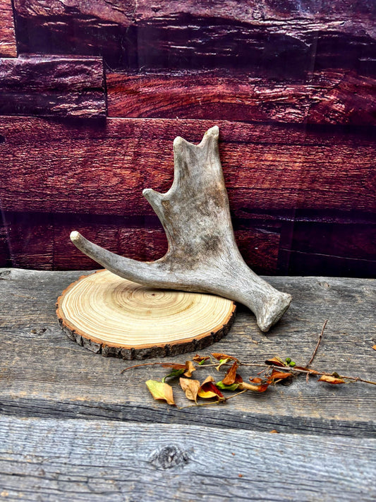 Old Moose Antler. For crafting, decor and more