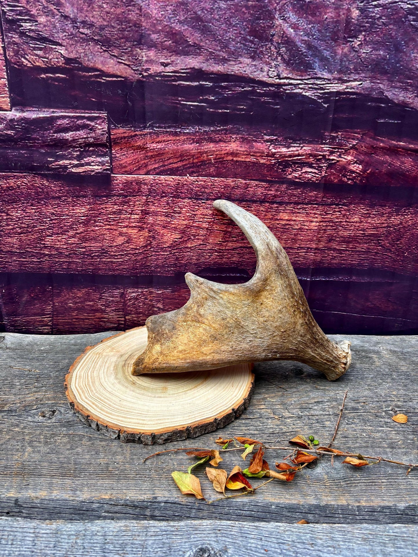 Old Moose Antler. For crafting, decor and more