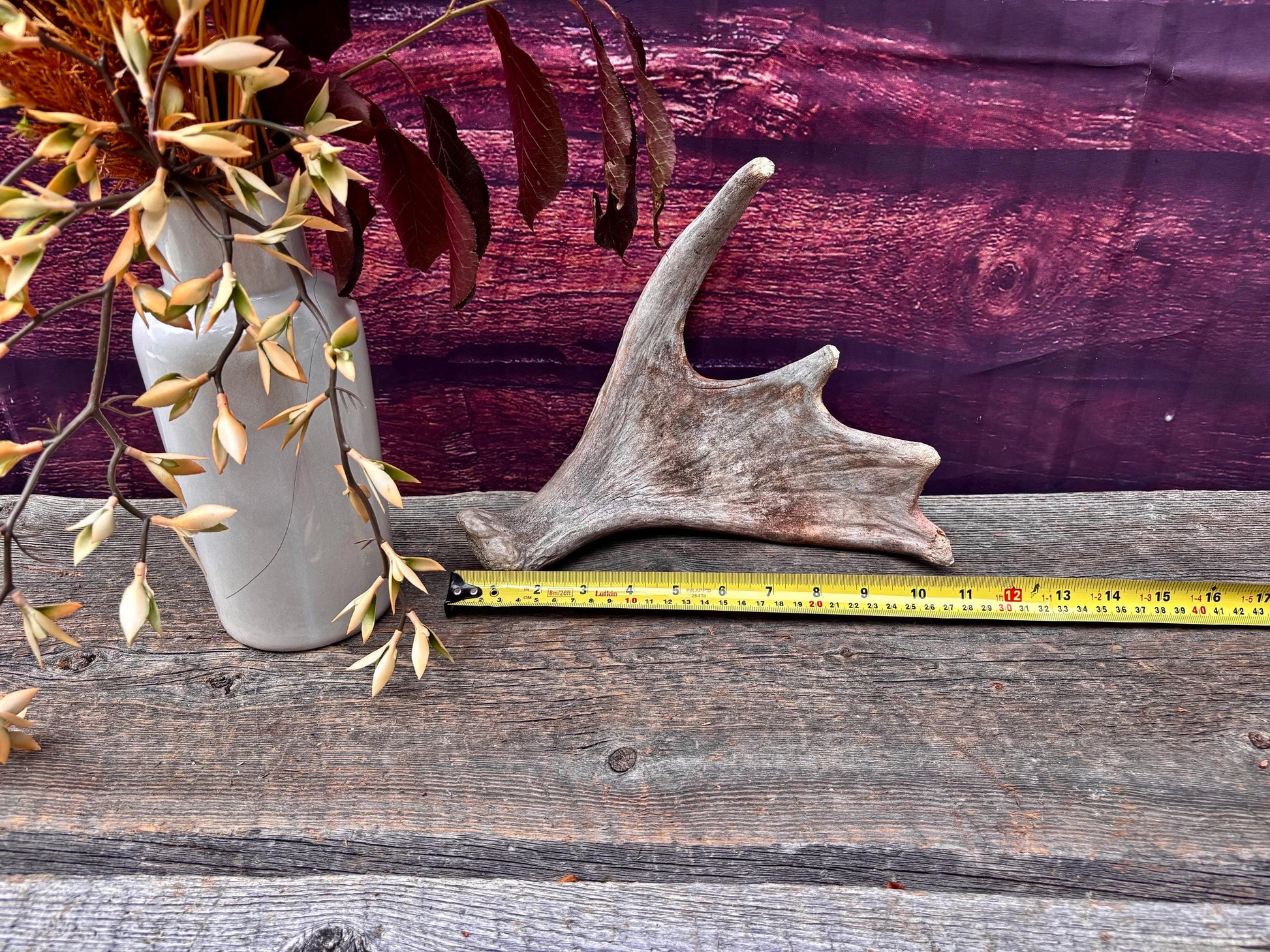 Old Moose Antler. For crafting, decor and more
