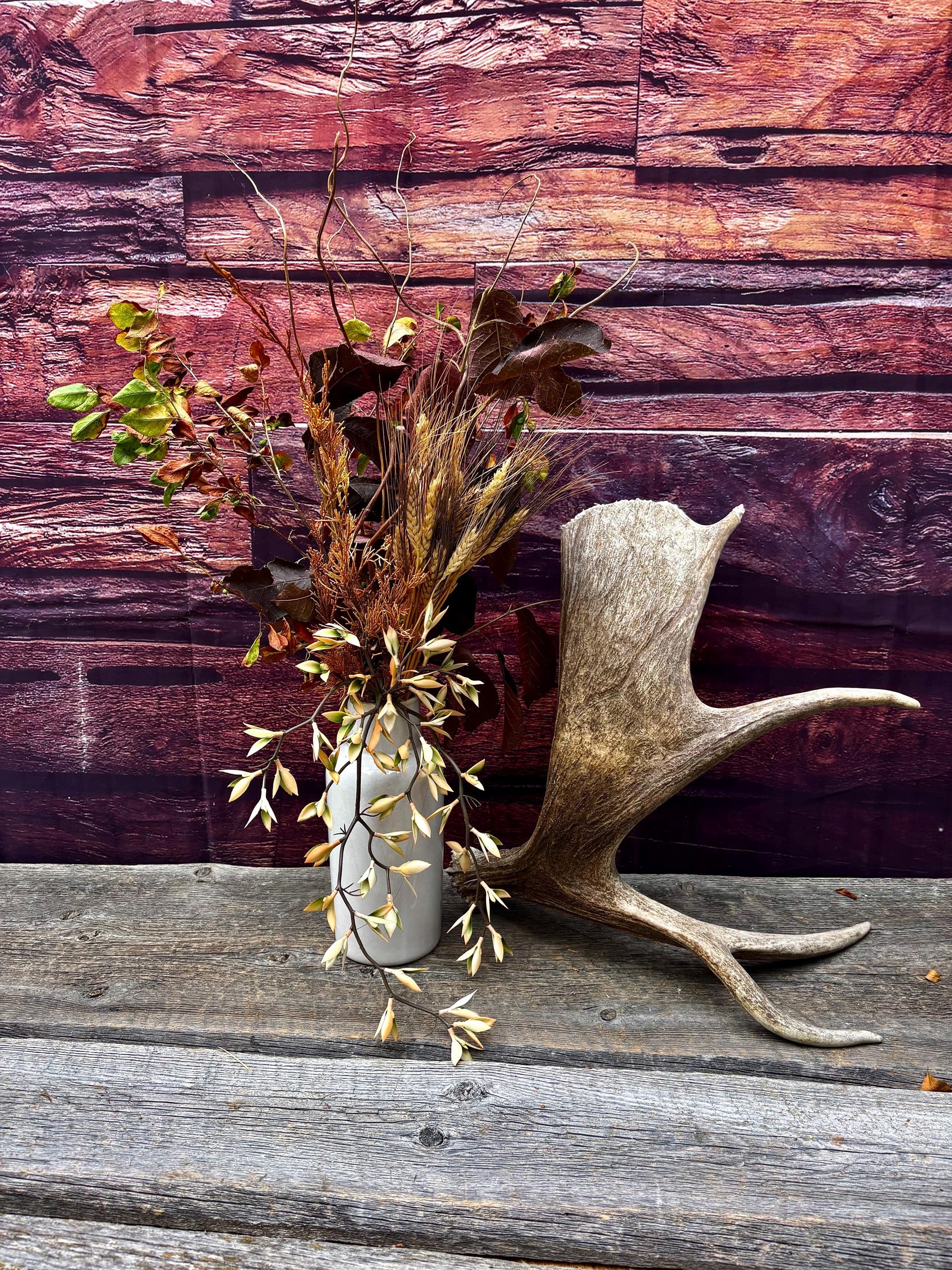 Moose Antler. For crafting, decor and more.