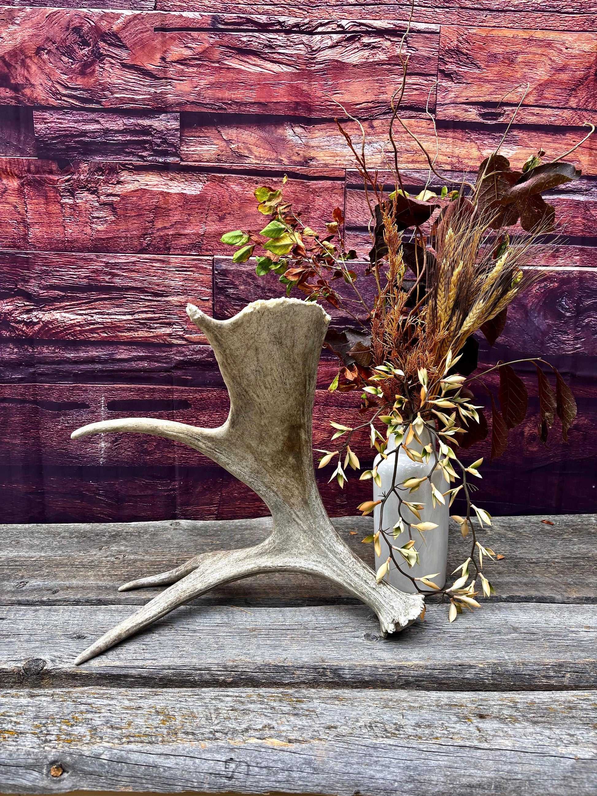 Moose Antler. For crafting, decor and more.