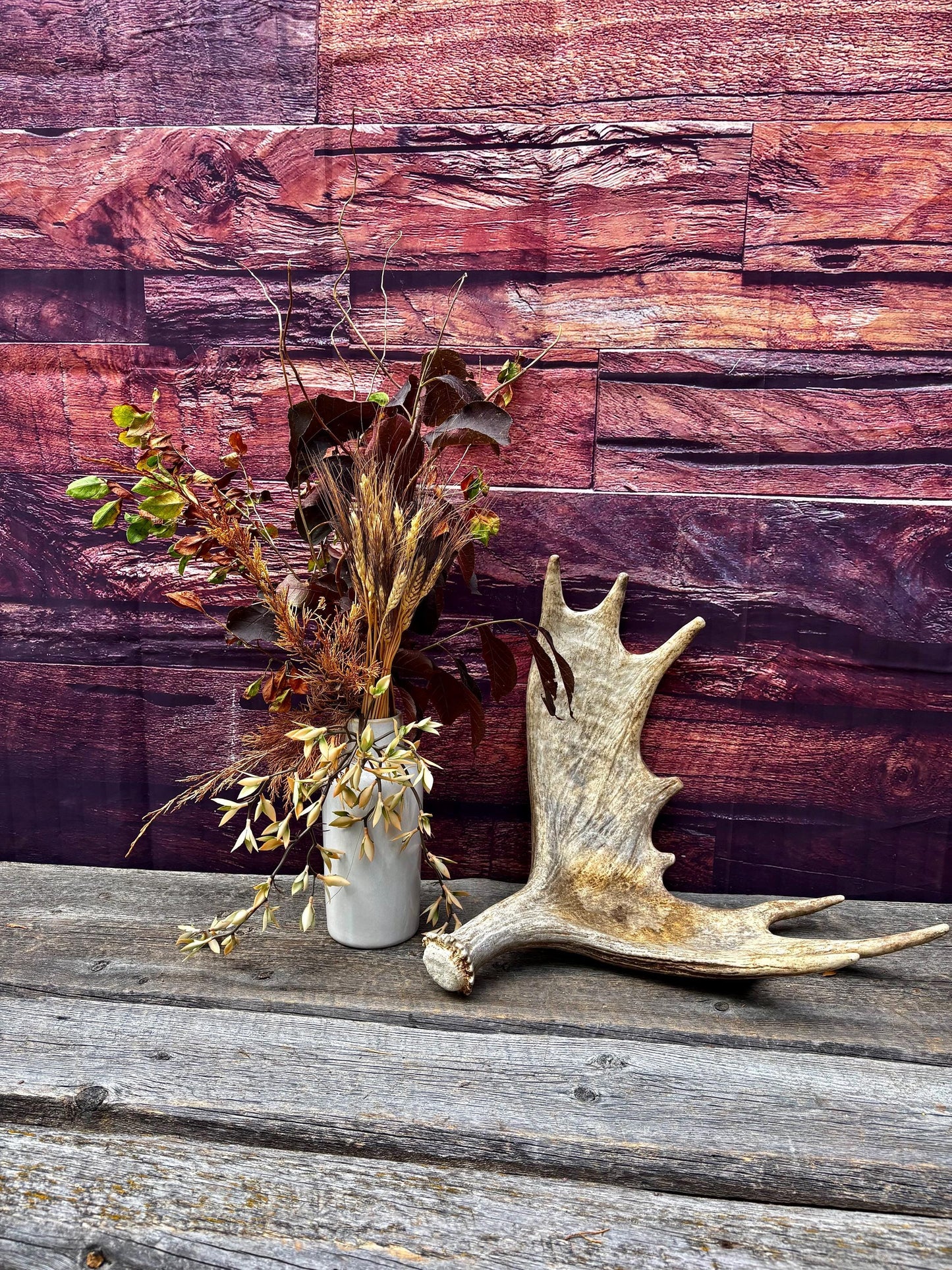 Moose Antler. Classic Size and Shape For crafting, decor and more.
