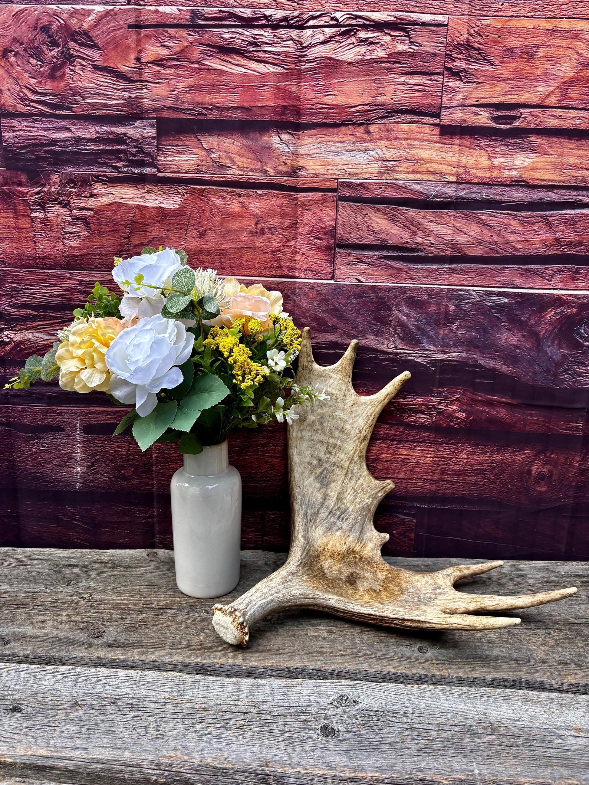 Moose Antler. Classic Size and Shape For crafting, decor and more.