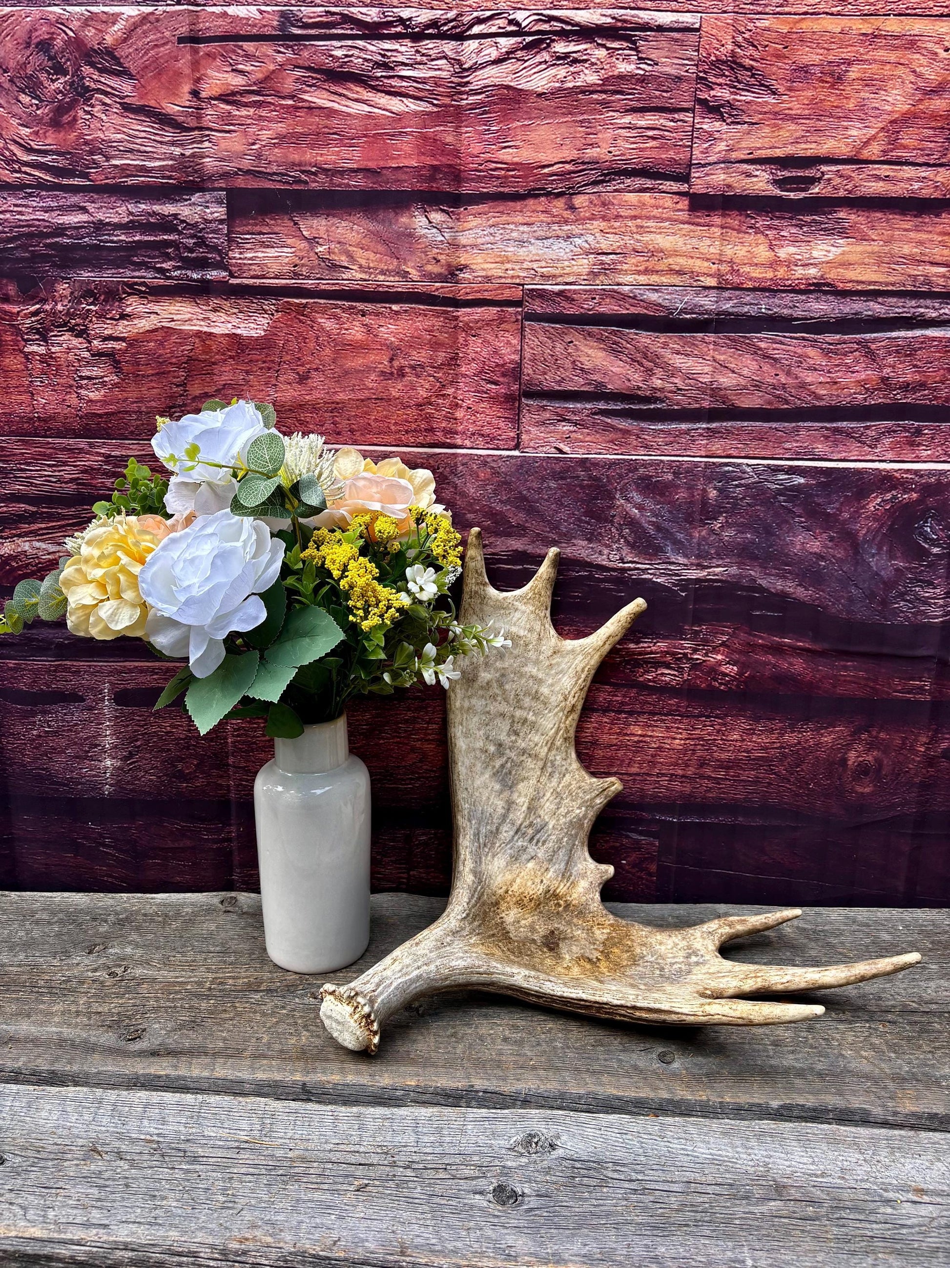 Moose Antler. Classic Size and Shape For crafting, decor and more.