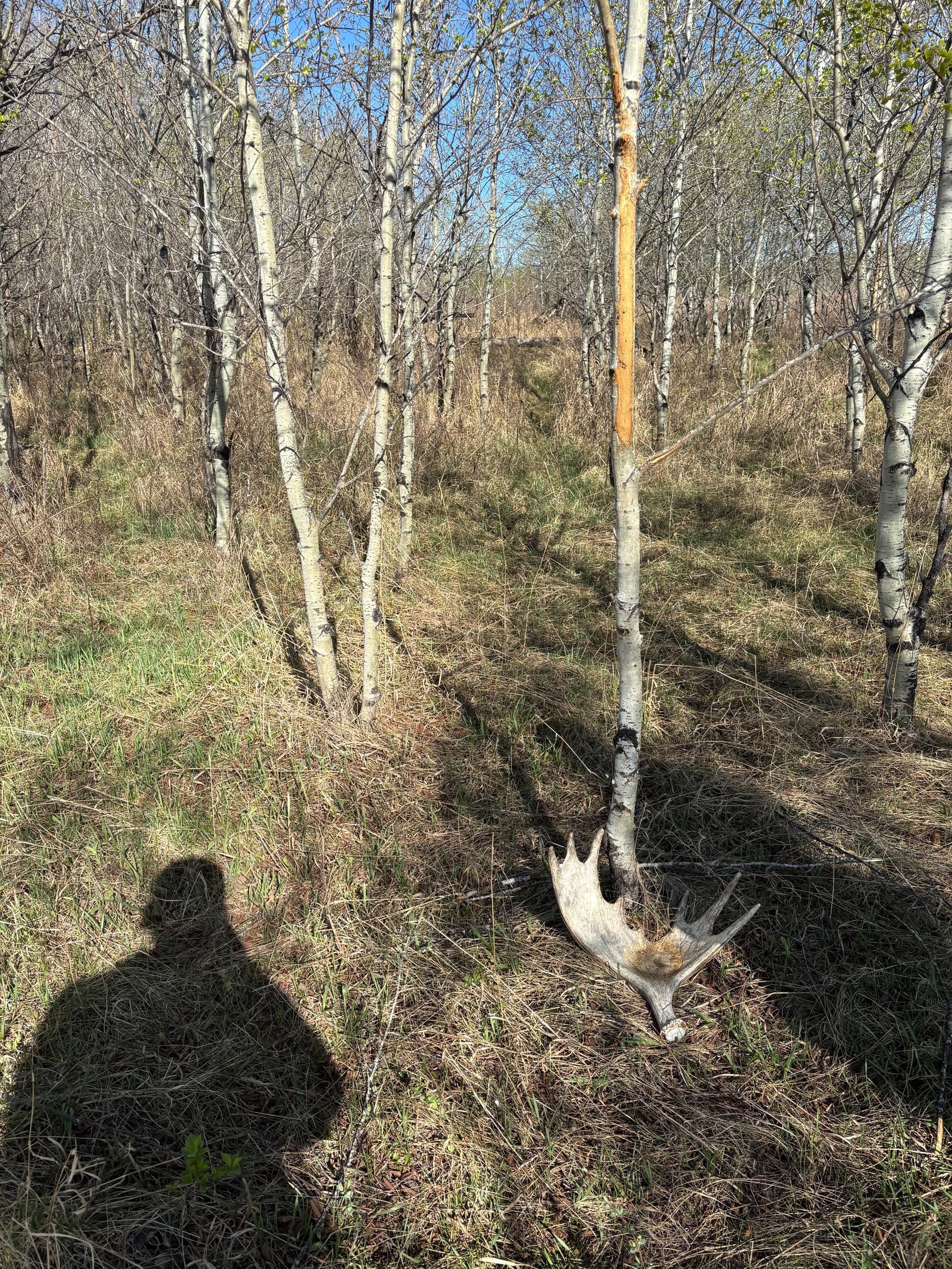 Moose Antler. Classic Size and Shape For crafting, decor and more.