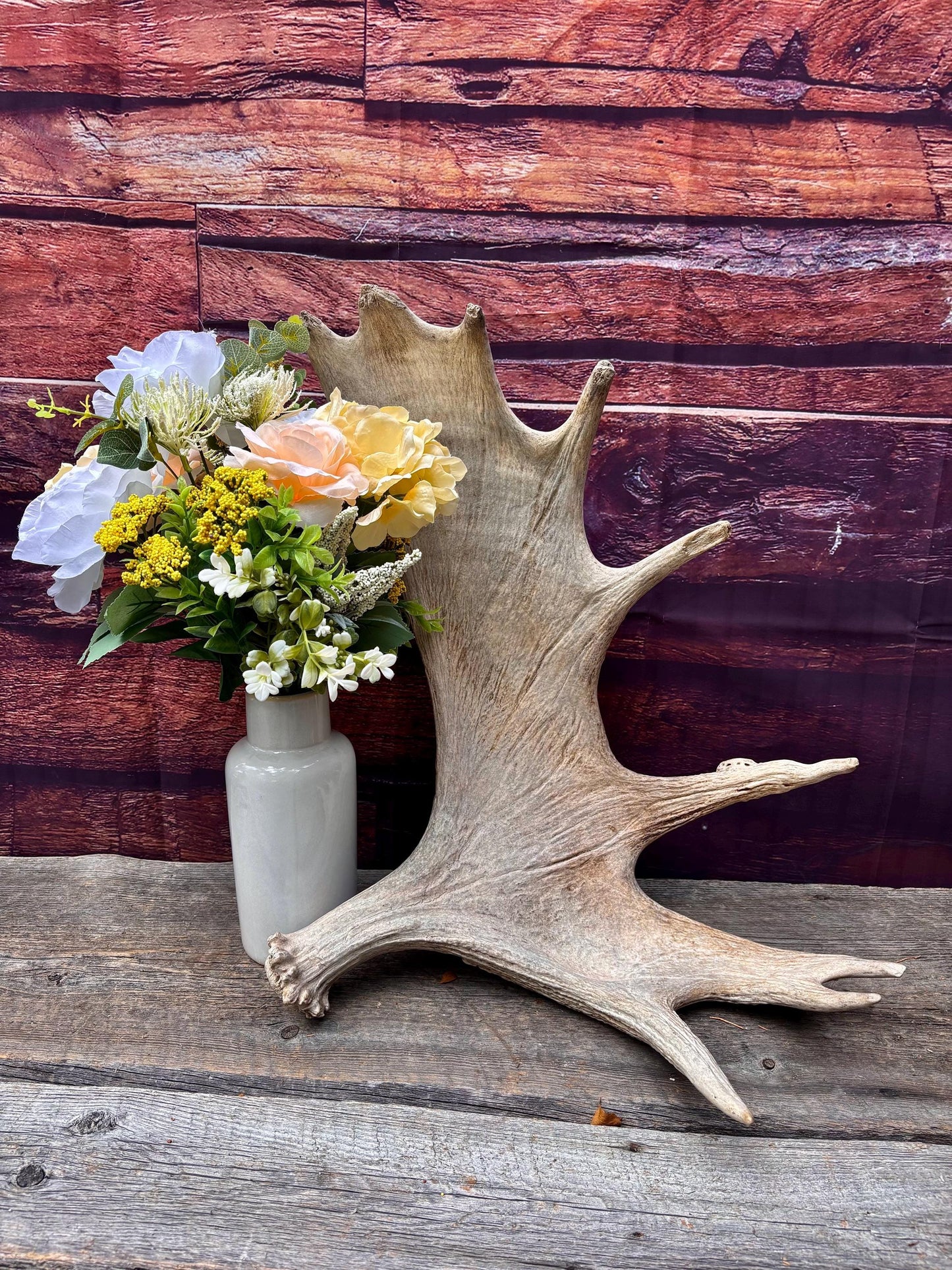 Huge Moose Antler. For Crafting, Decor and More.