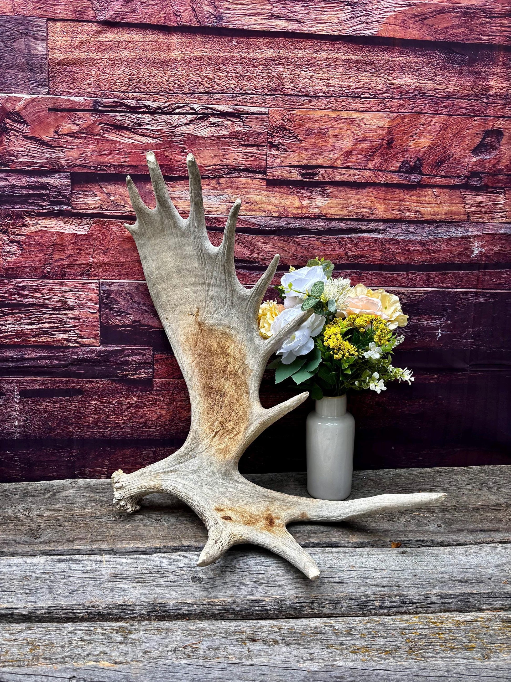 Huge Moose Antler. For Crafting, Decor and More.