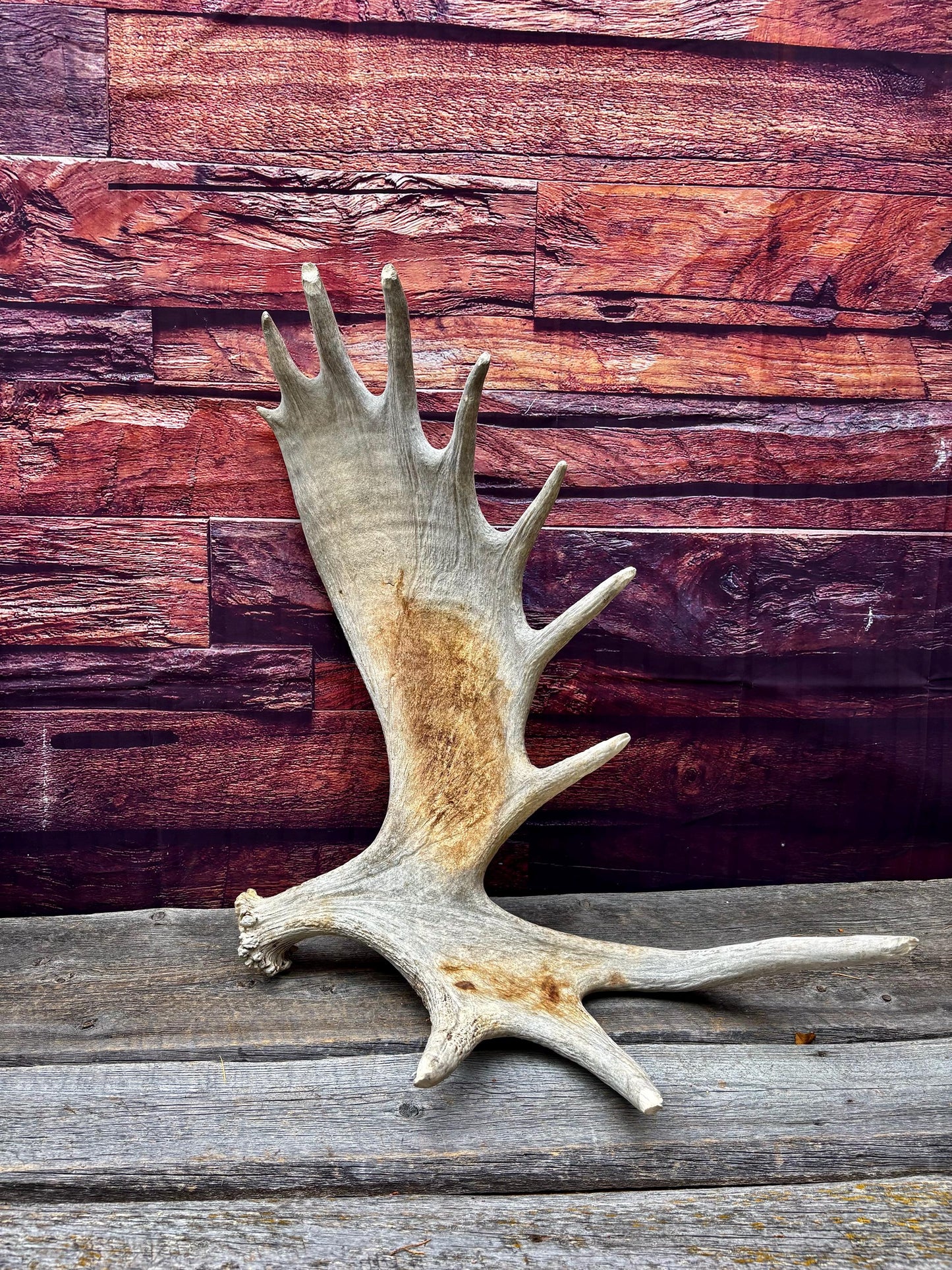 Huge Moose Antler. For Crafting, Decor and More.