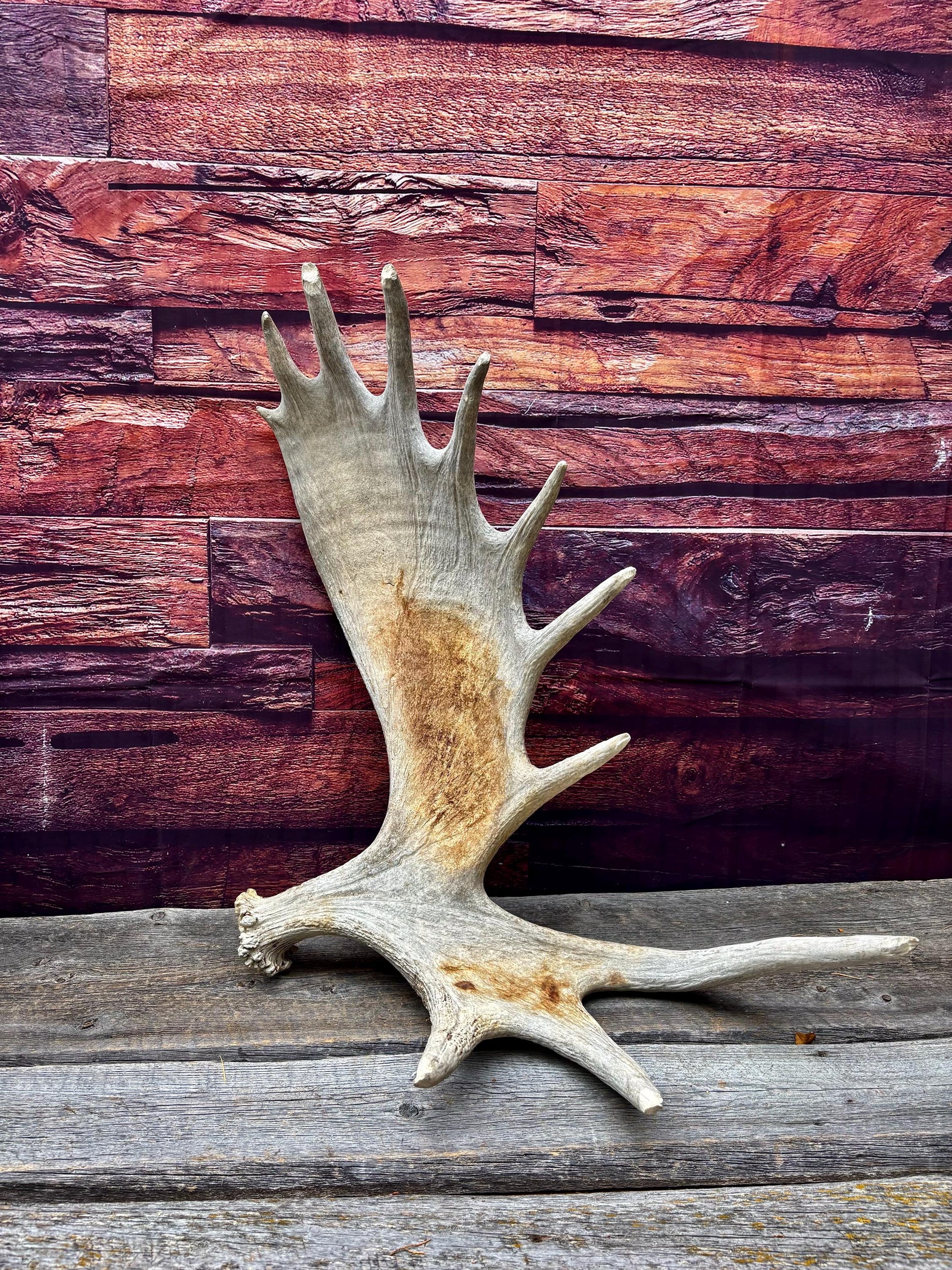 Huge Moose Antler. For Crafting, Decor and More.