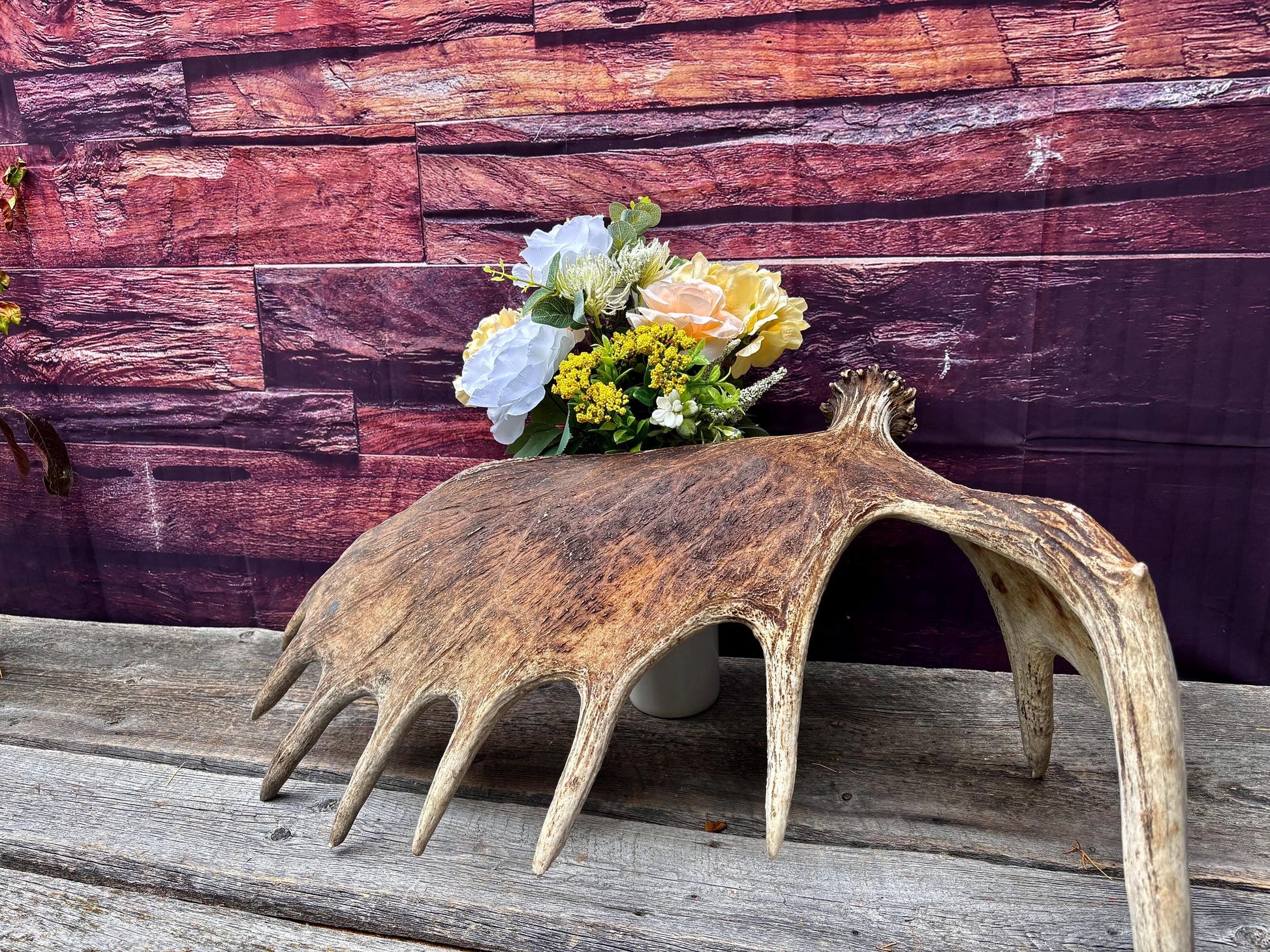 Huge Moose Antler. For Crafting, Decor and More.