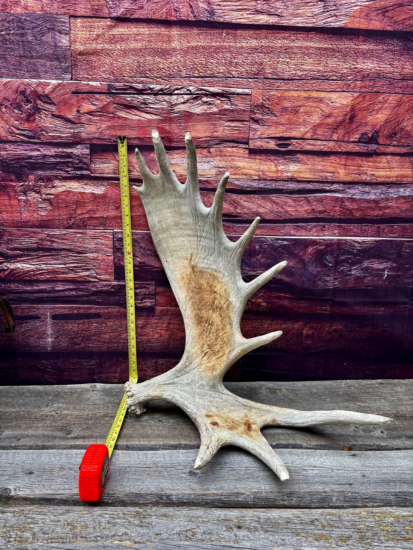 Huge Moose Antler. For Crafting, Decor and More.