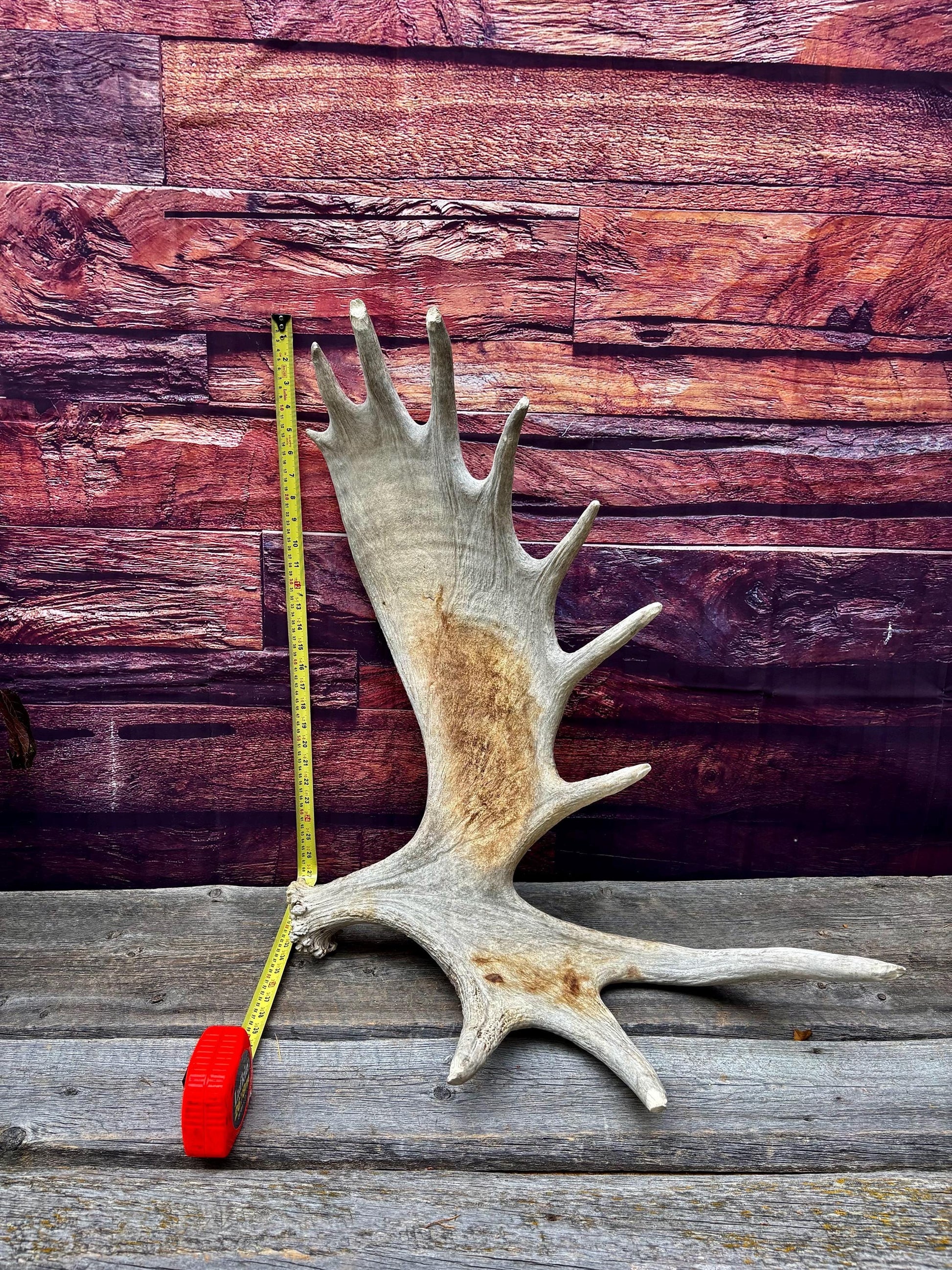 Huge Moose Antler. For Crafting, Decor and More.