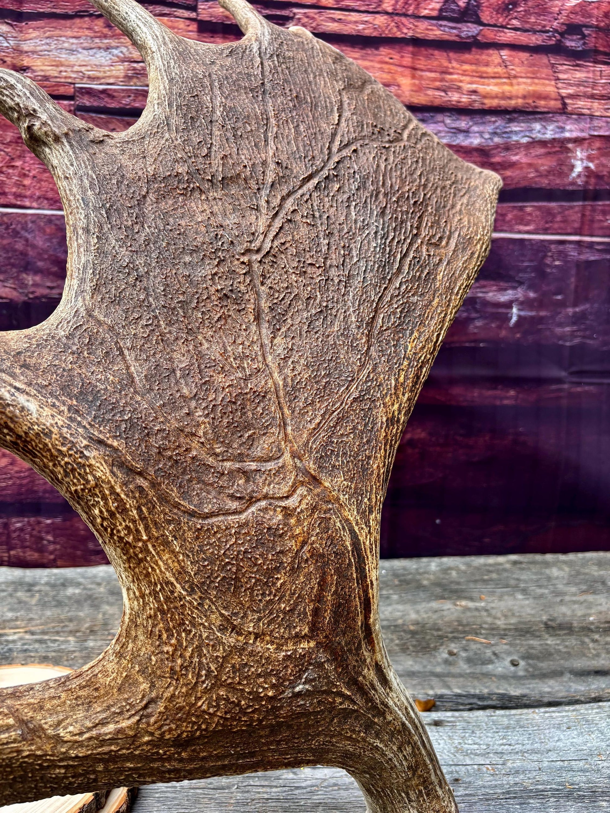 Huge Moose Antler. For Crafting, Decor and More.