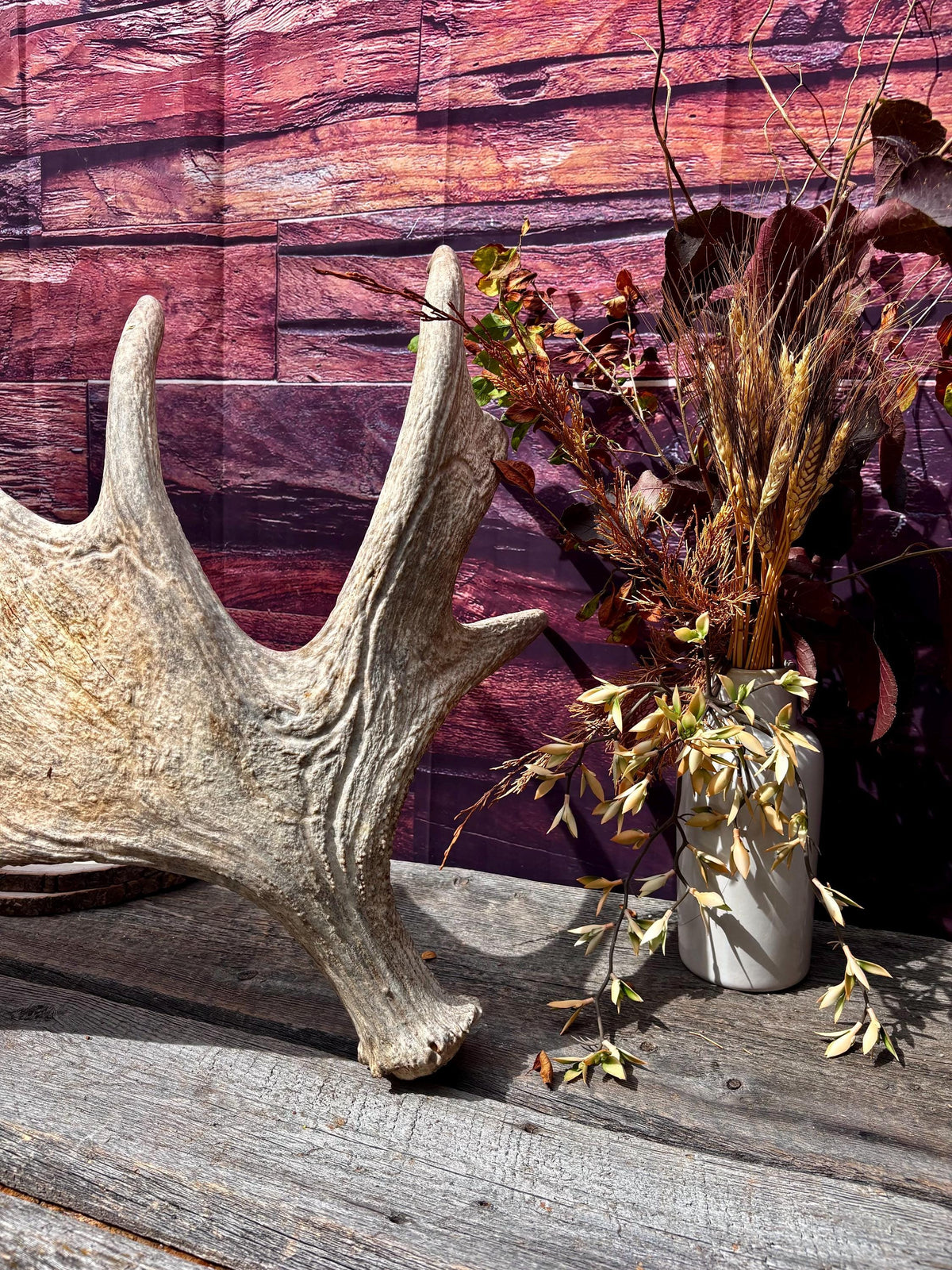 Huge Moose Antler. For Crafting, Decor and More.