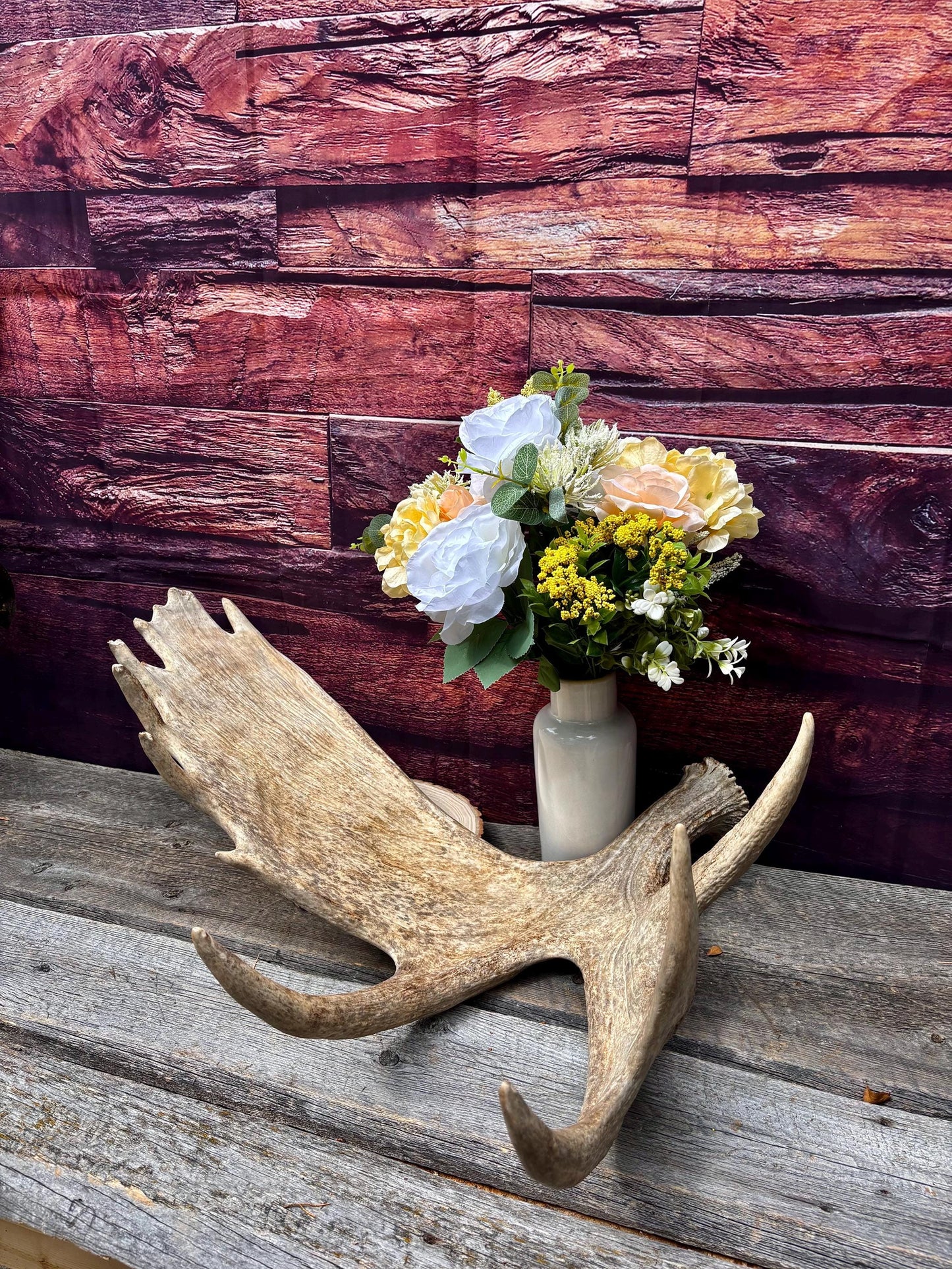 Huge Moose Antler. For Crafting, Decor and More.