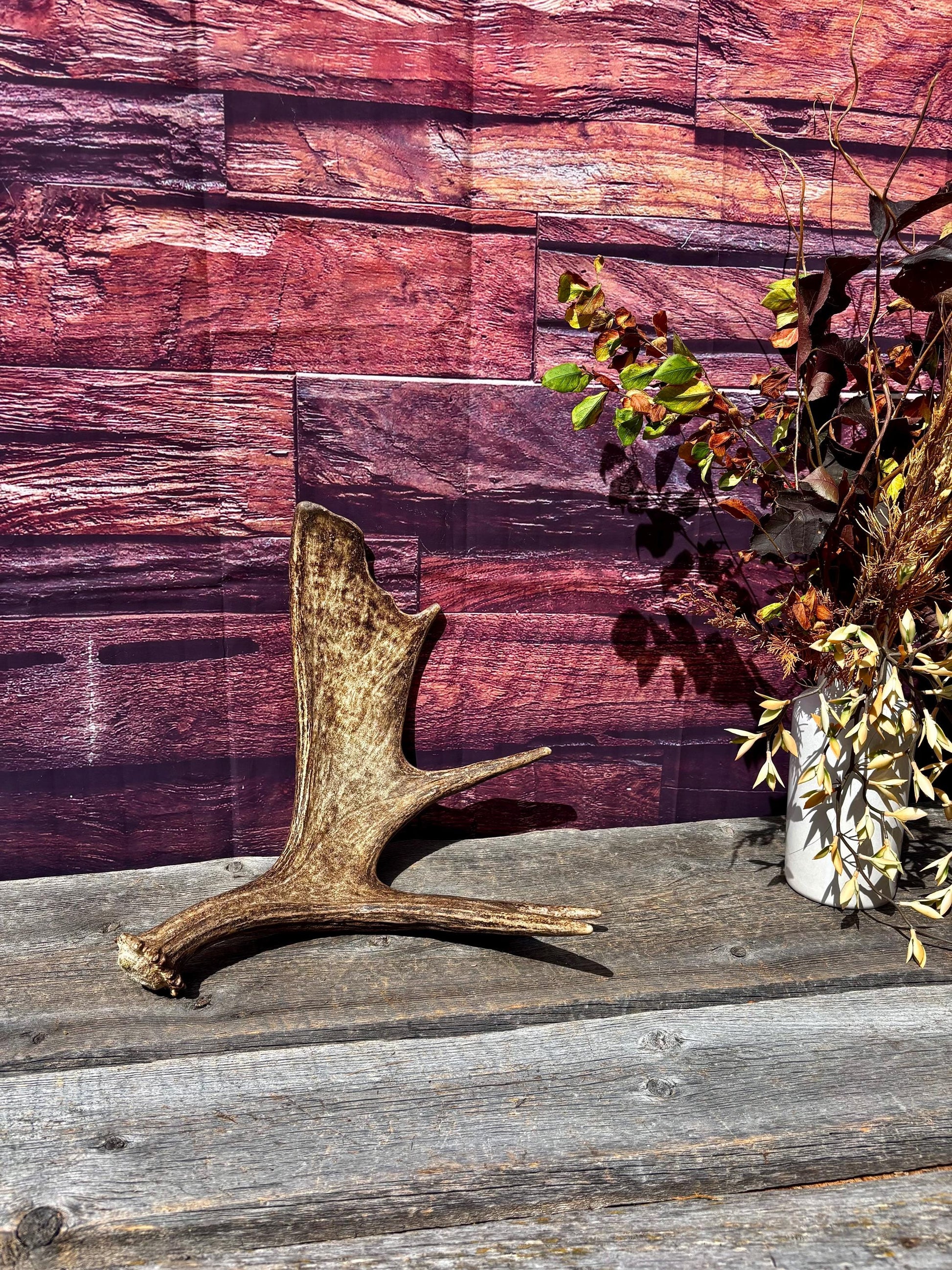 Bull Moose Antler. Super Fresh, Dark-Colored Moose “Paddle” For Crafting, Decor and More