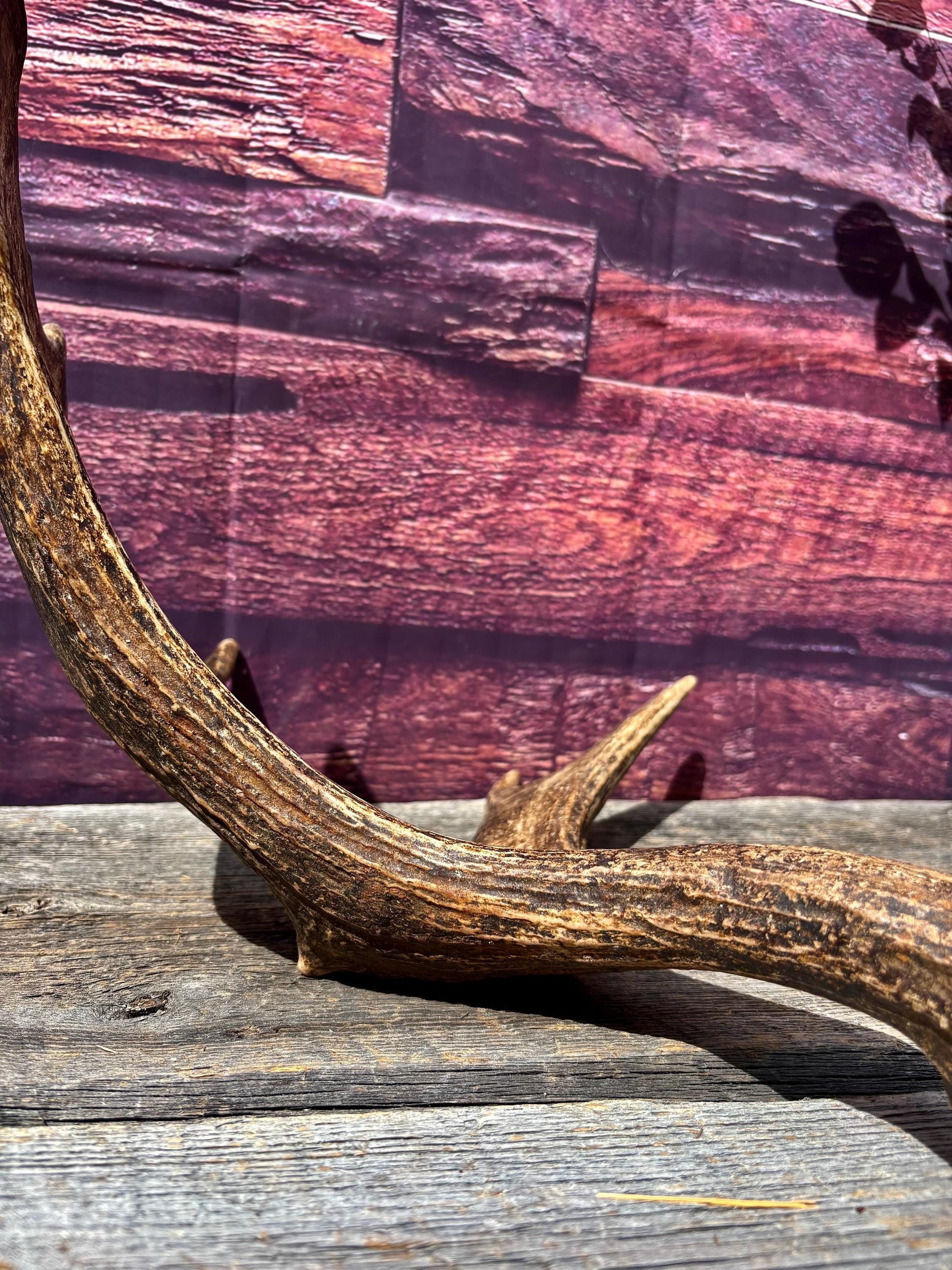 Bull Moose Antler. Super Fresh, Dark-Colored Moose “Paddle” For Crafting, Decor and More