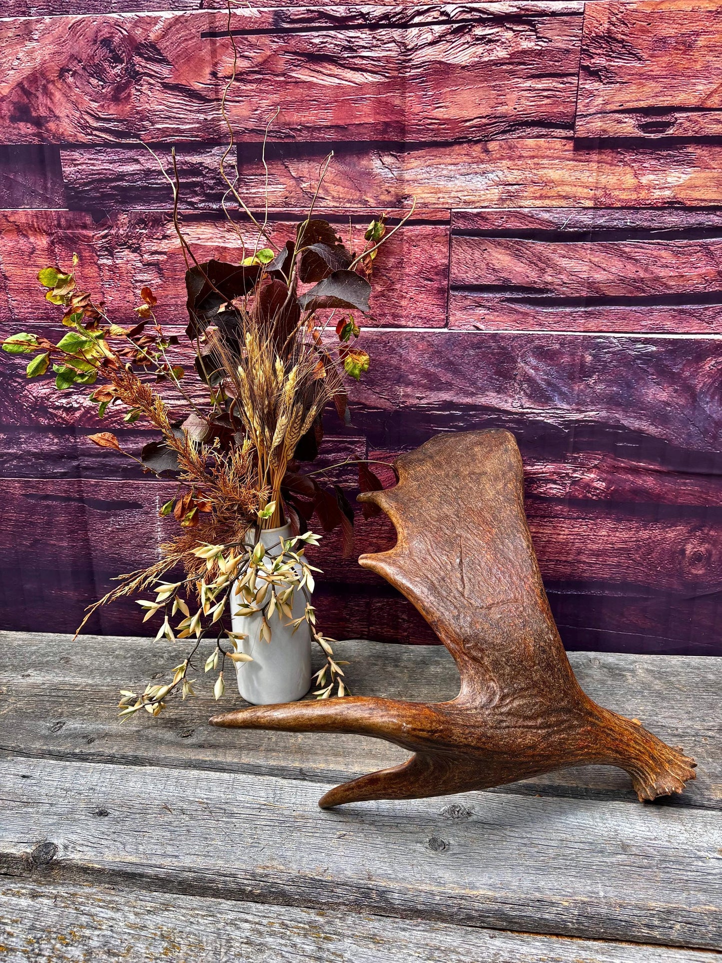 The Perfect, Moose Antler. Super Fresh, Ultra Dark-Colored Moose “Paddle” For Crafting, Decor and More