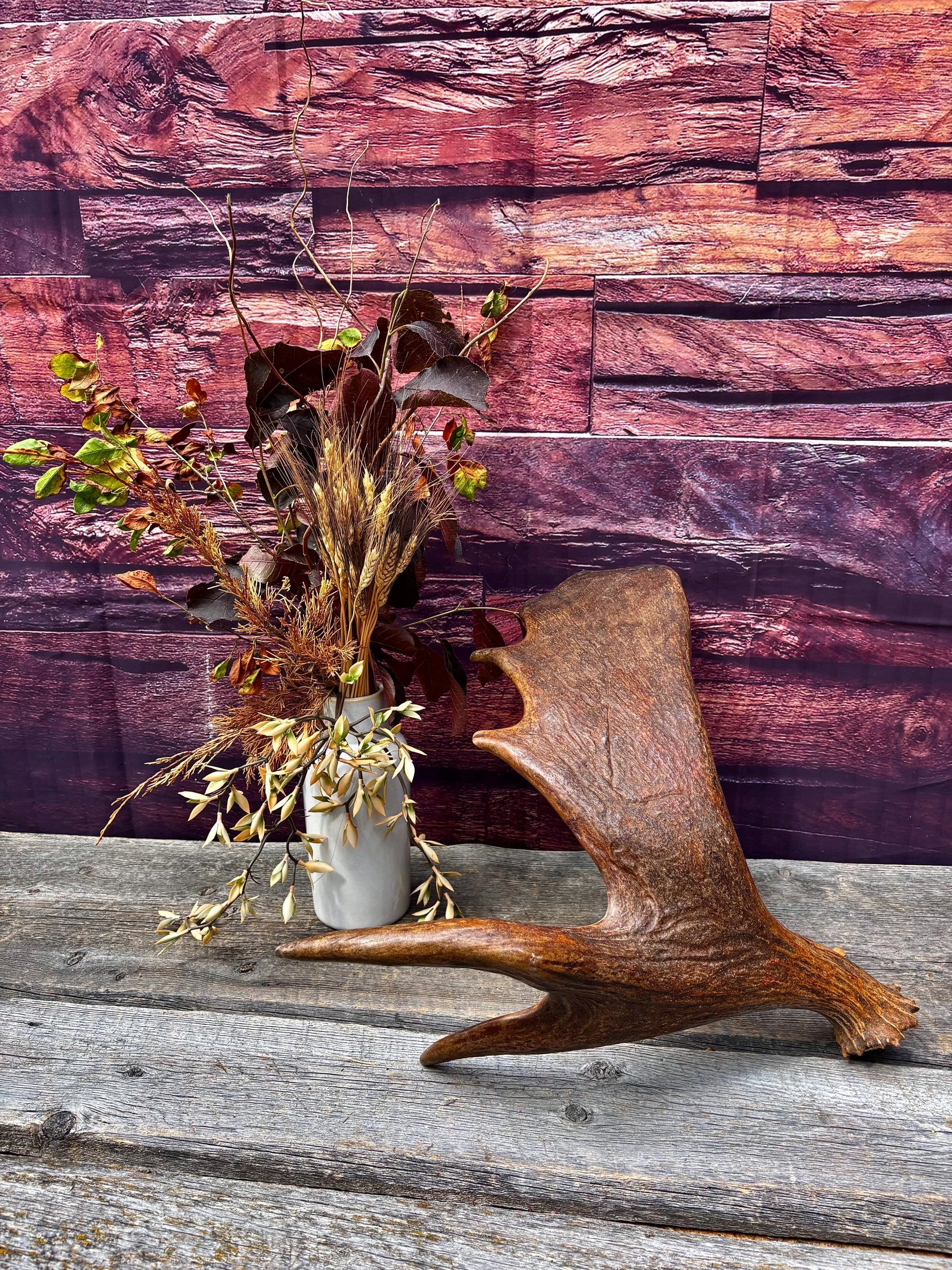 The Perfect, Moose Antler. Super Fresh, Ultra Dark-Colored Moose “Paddle” For Crafting, Decor and More