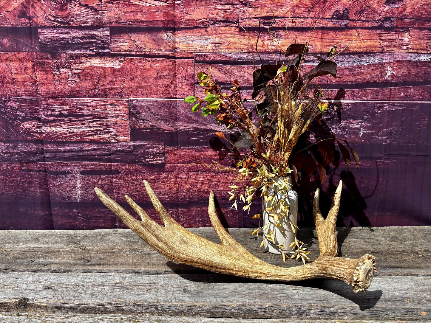 Large Moose Antler. Super Fresh, Dark-Colored Moose “Paddle” For Crafting, Decor and More