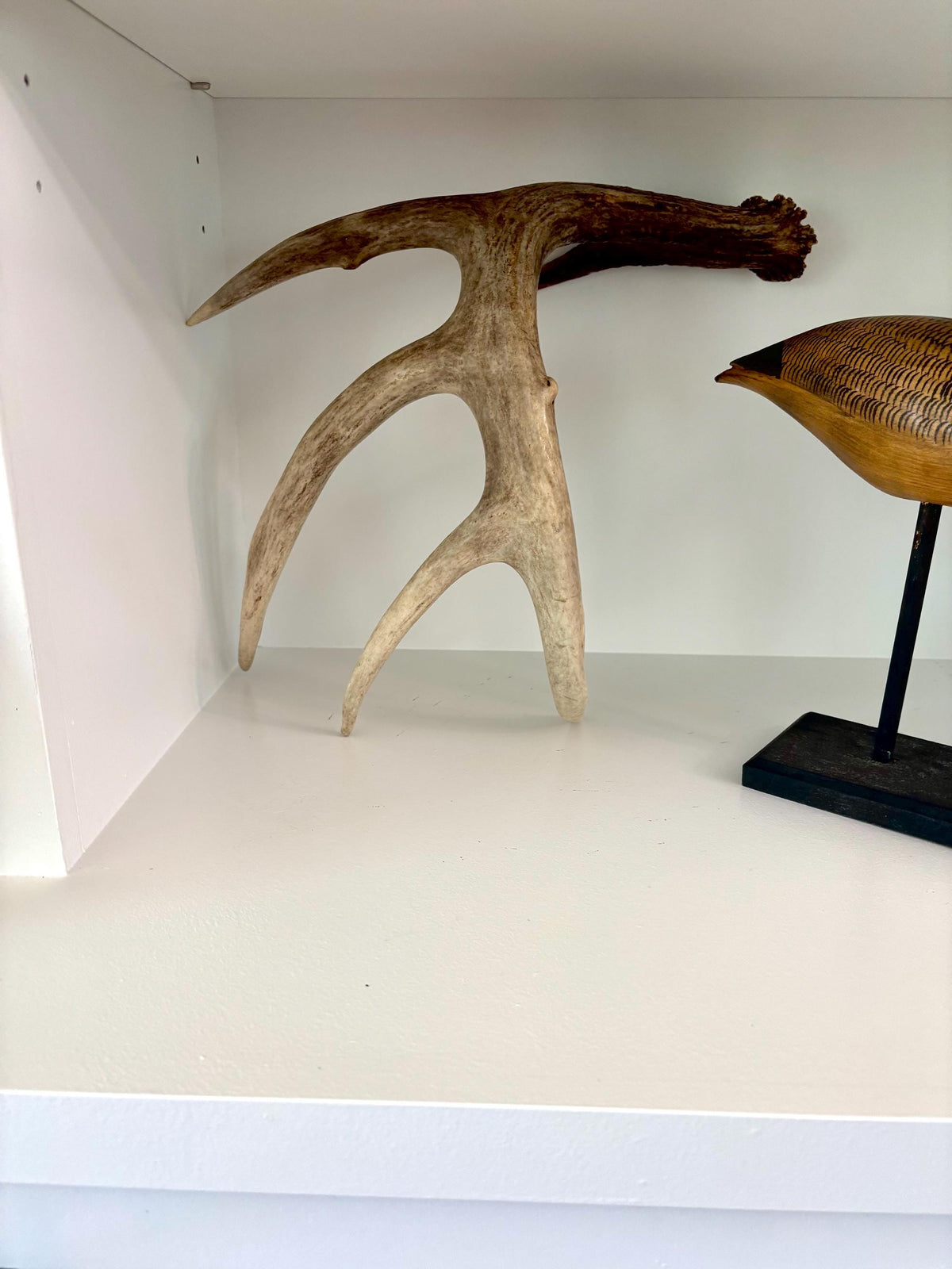 White-tailed Deer Antler. Classic, Large Canadian Buck. Crafting and Decor Antlers