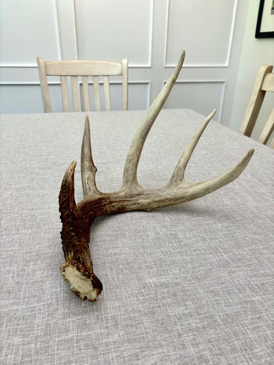 White-tailed Deer Antler. Classic, Large Canadian Buck. Crafting and Decor Antlers