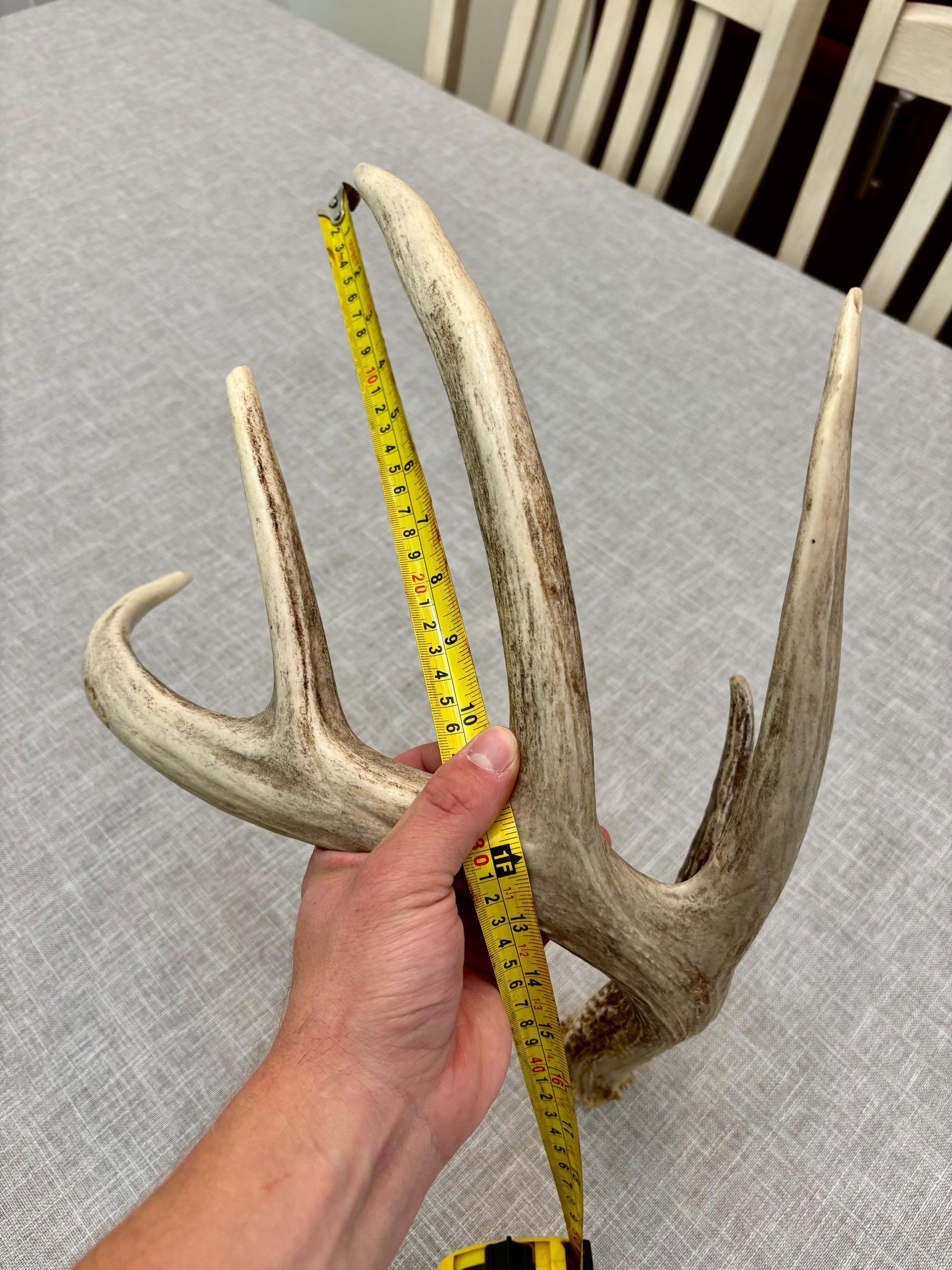 White-tailed Deer Antler. Classic, Large Canadian Buck. Crafting and Decor Antlers