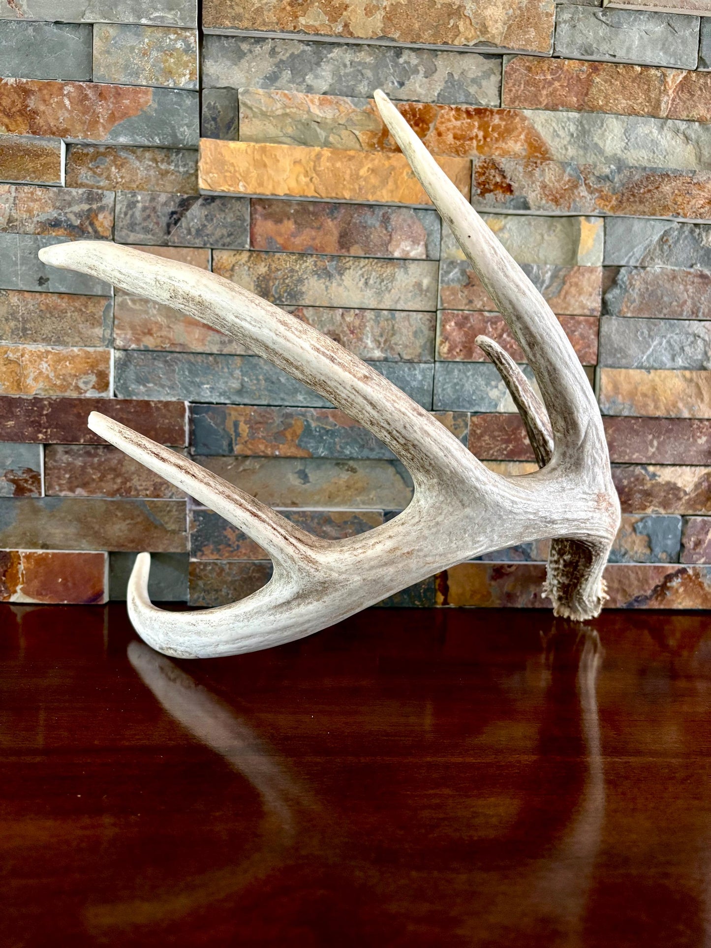 White-tailed Deer Antler. Classic, Large Canadian Buck. Crafting and Decor Antlers