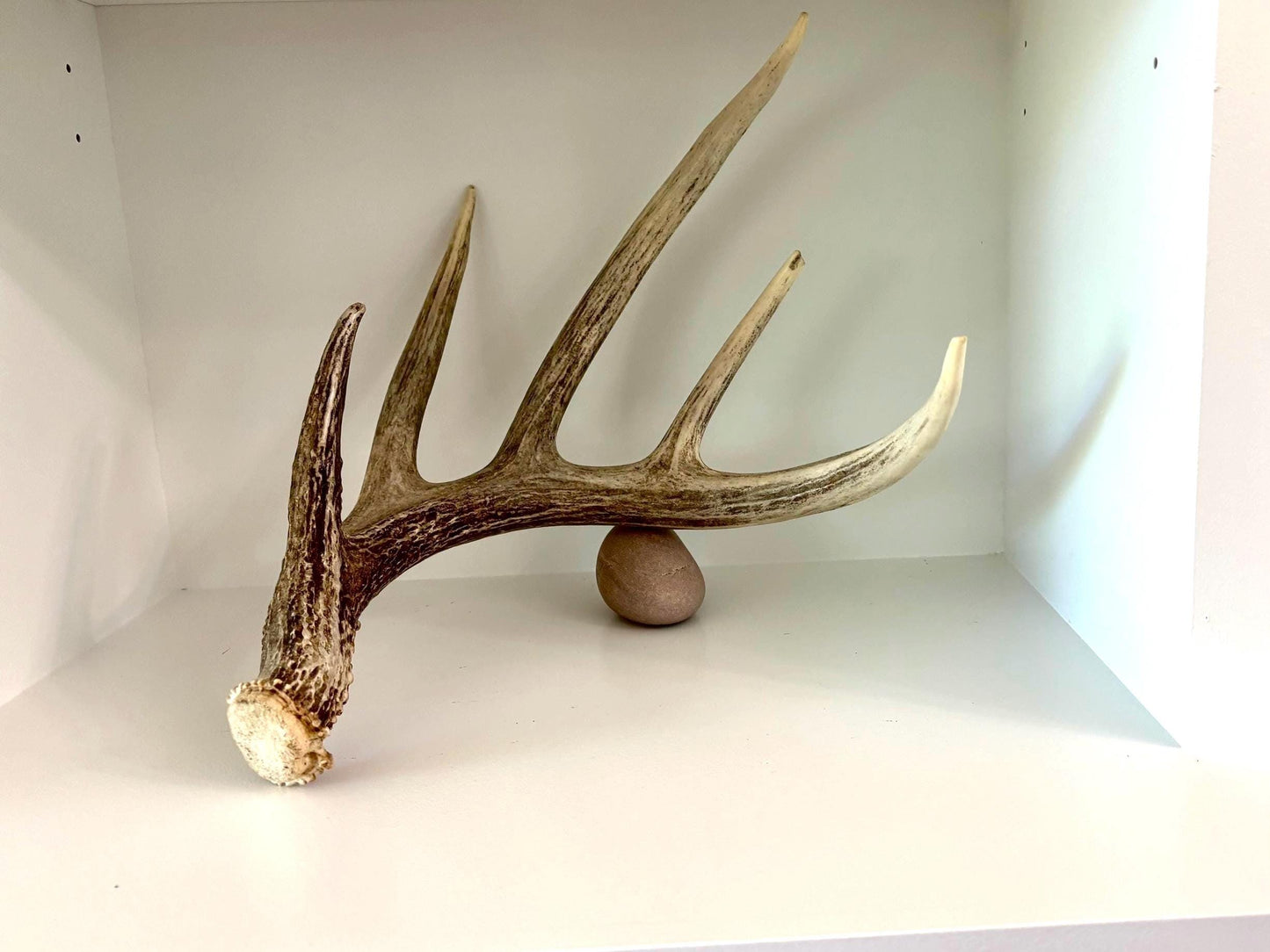 White-tailed Deer Antler. Classic, Large Canadian Buck. Crafting and Decor Antlers