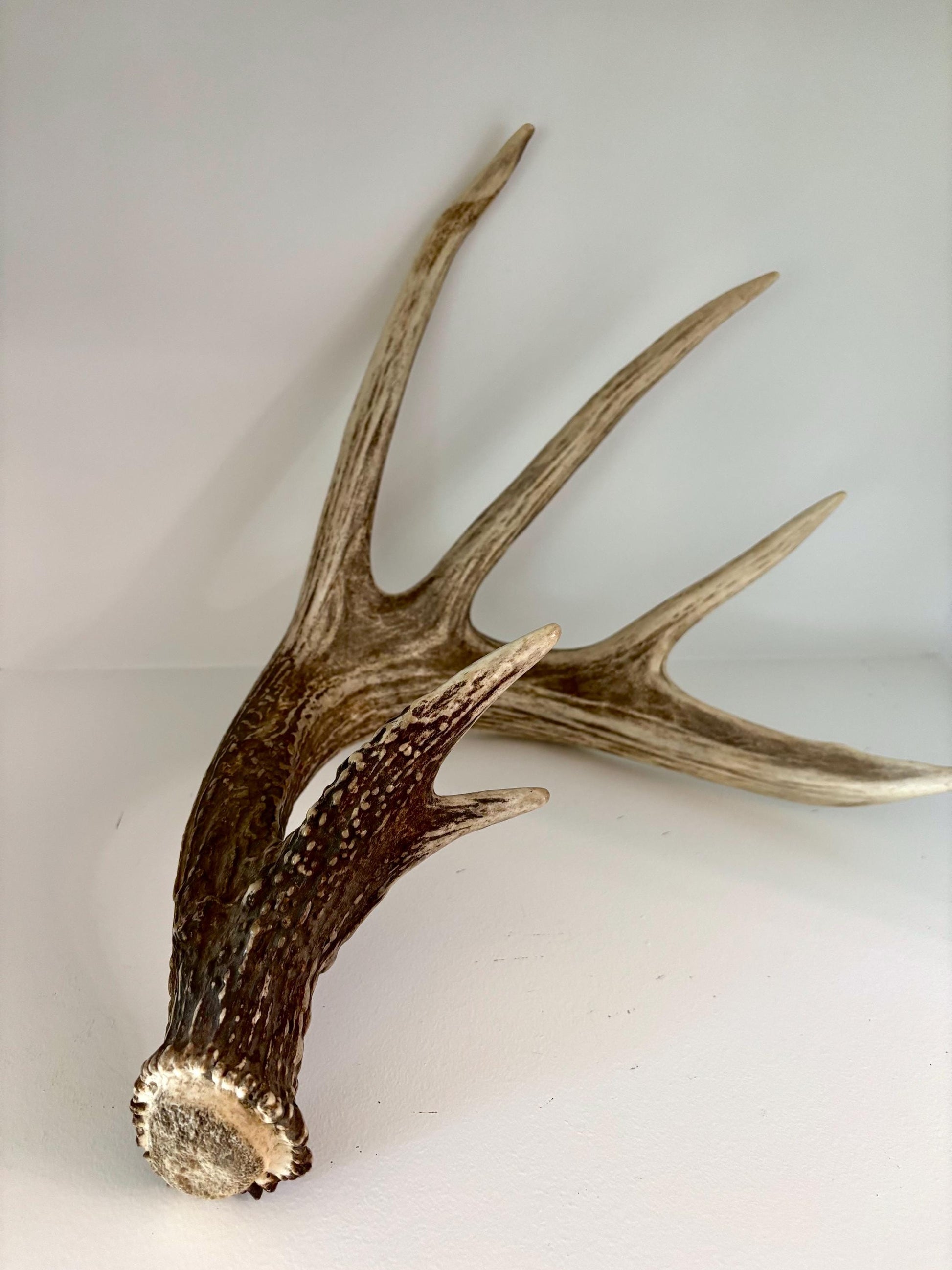 Incredible White-tailed deer Antler. Large single deer shed for decor, design, crafting and more!