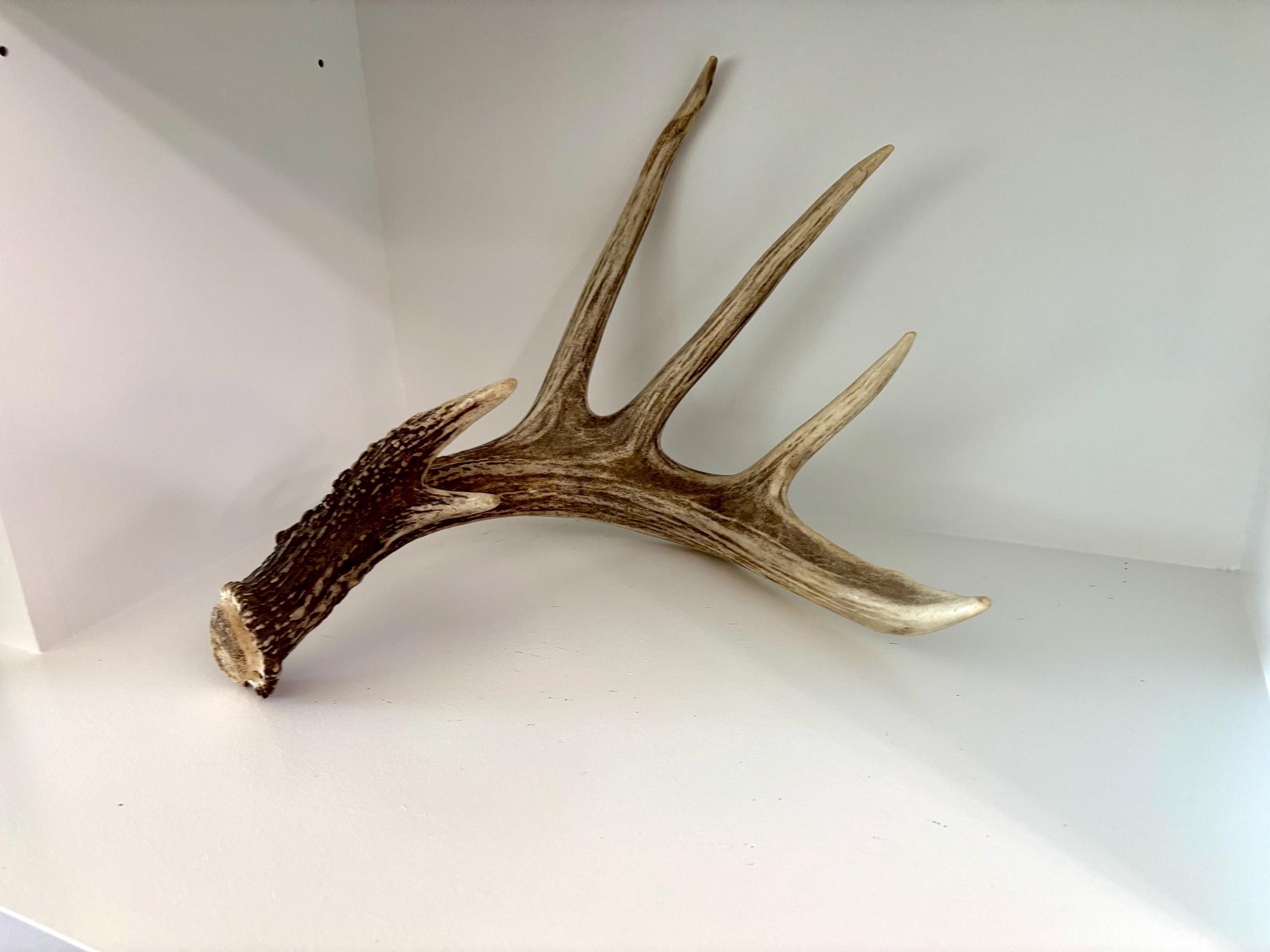 Incredible White-tailed deer Antler. Large single deer shed for decor, design, crafting and more!