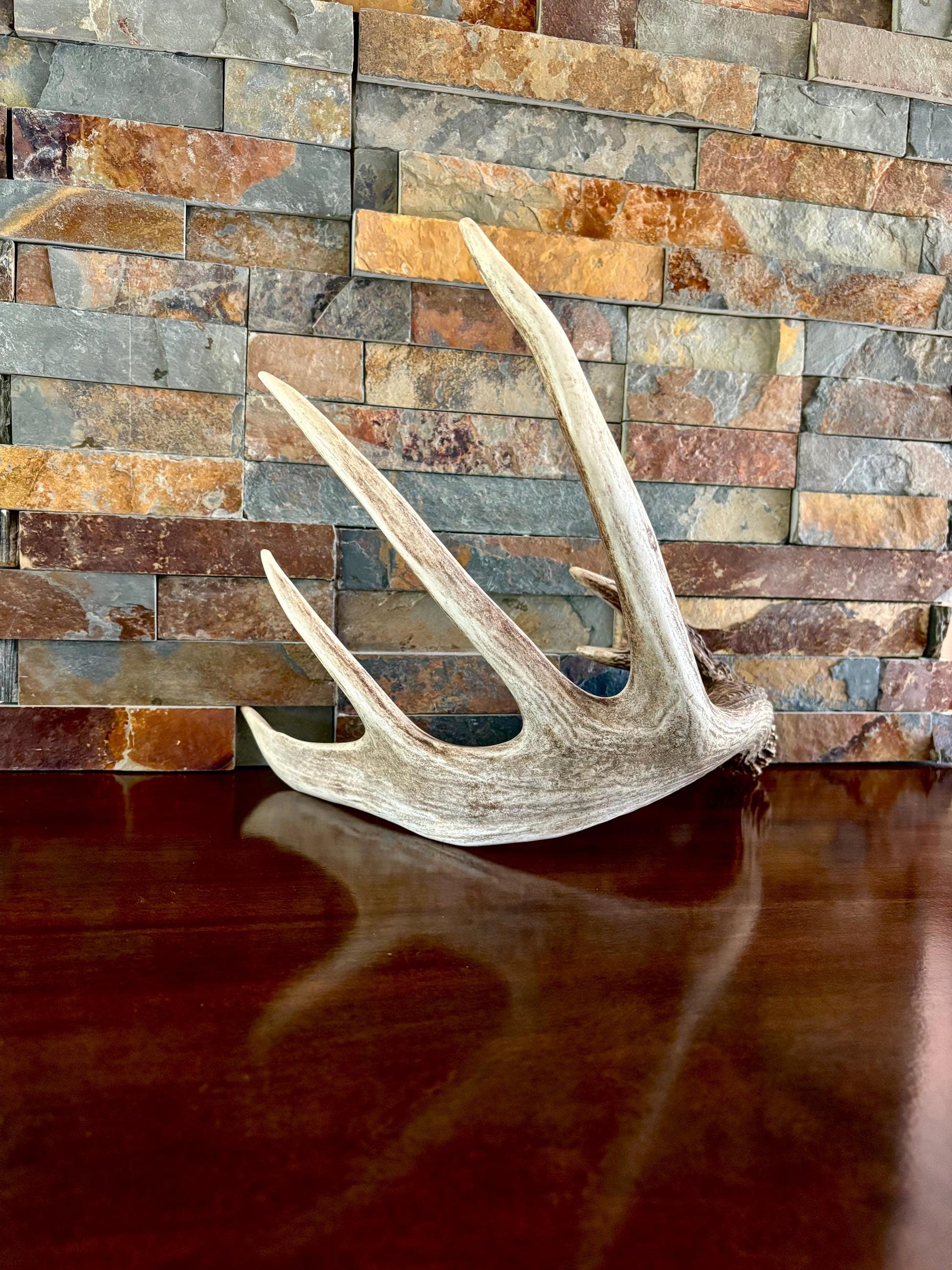Incredible White-tailed deer Antler. Large single deer shed for decor, design, crafting and more!