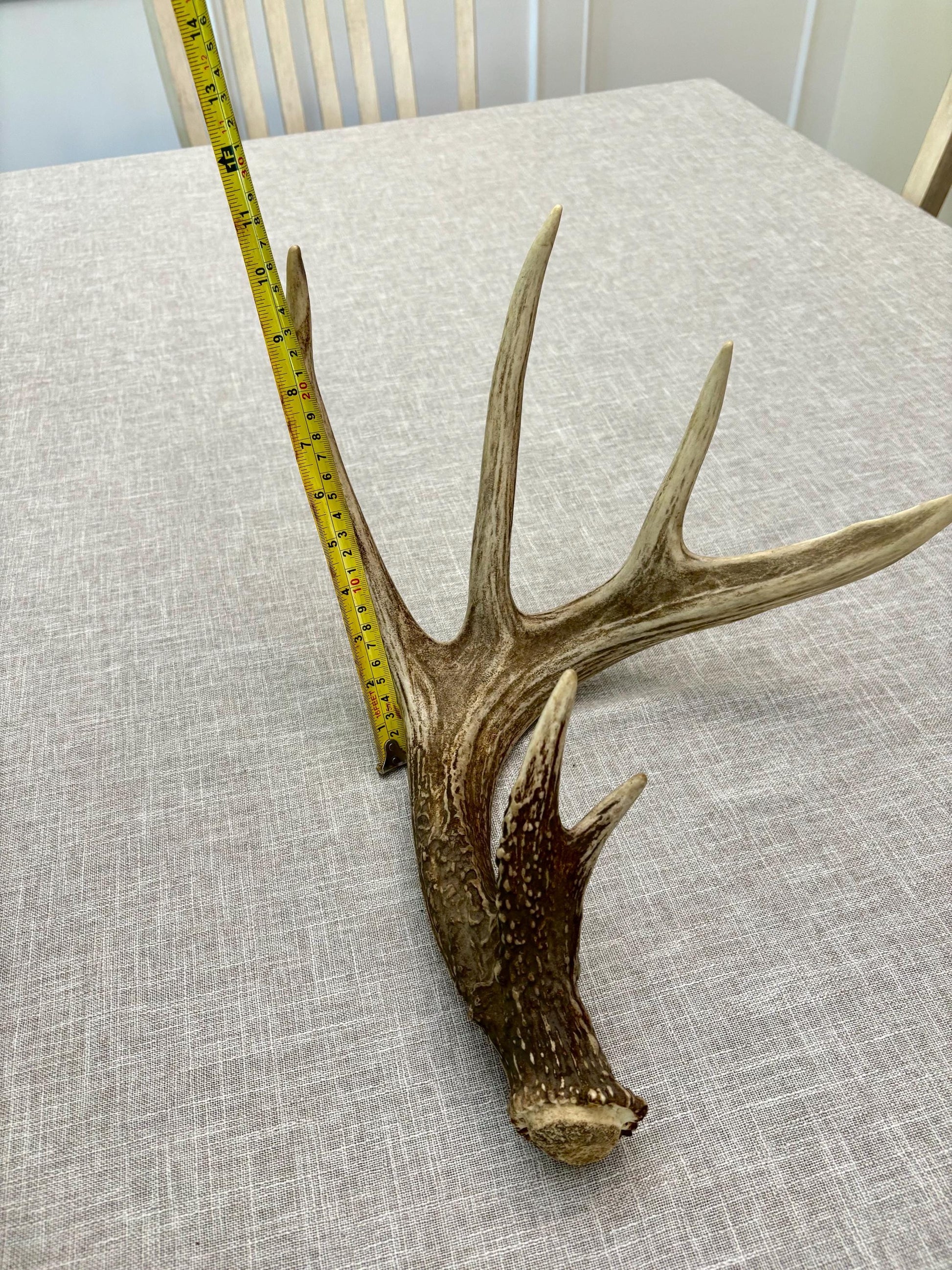 Incredible White-tailed deer Antler. Large single deer shed for decor, design, crafting and more!