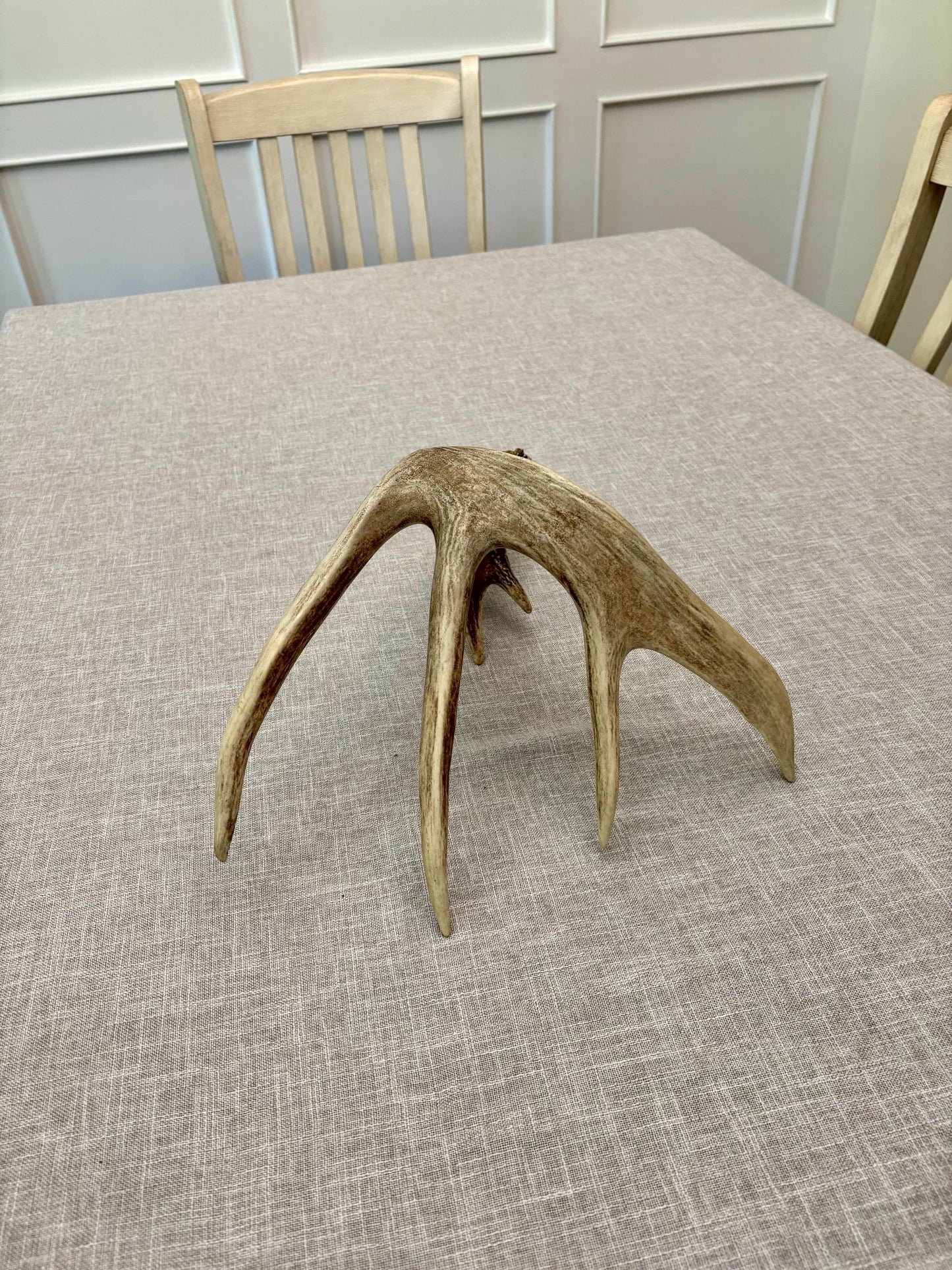 Incredible White-tailed deer Antler. Large single deer shed for decor, design, crafting and more!