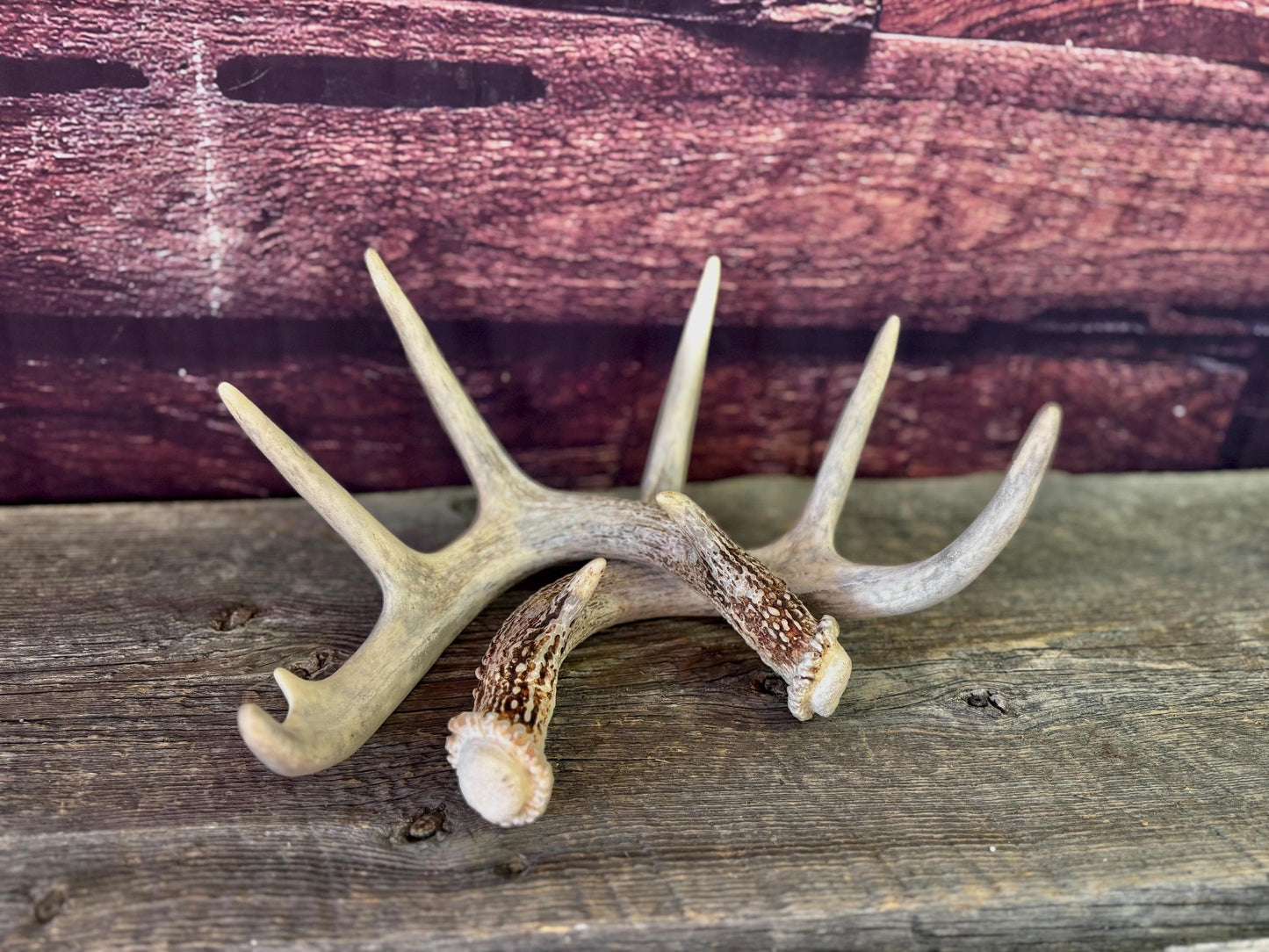 Deer Antlers - White-tailed Deer Matching set. Canadian Buck. Crafting and Decor Antlers
