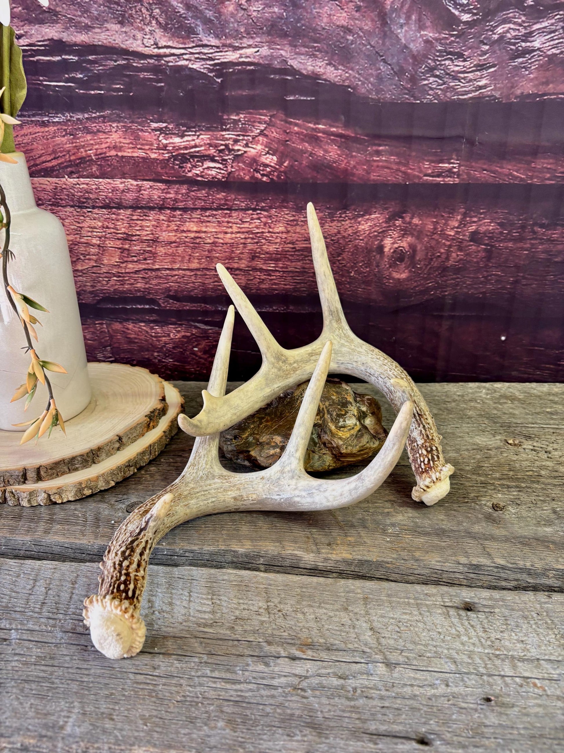 Deer Antlers - White-tailed Deer Matching set. Canadian Buck. Crafting and Decor Antlers