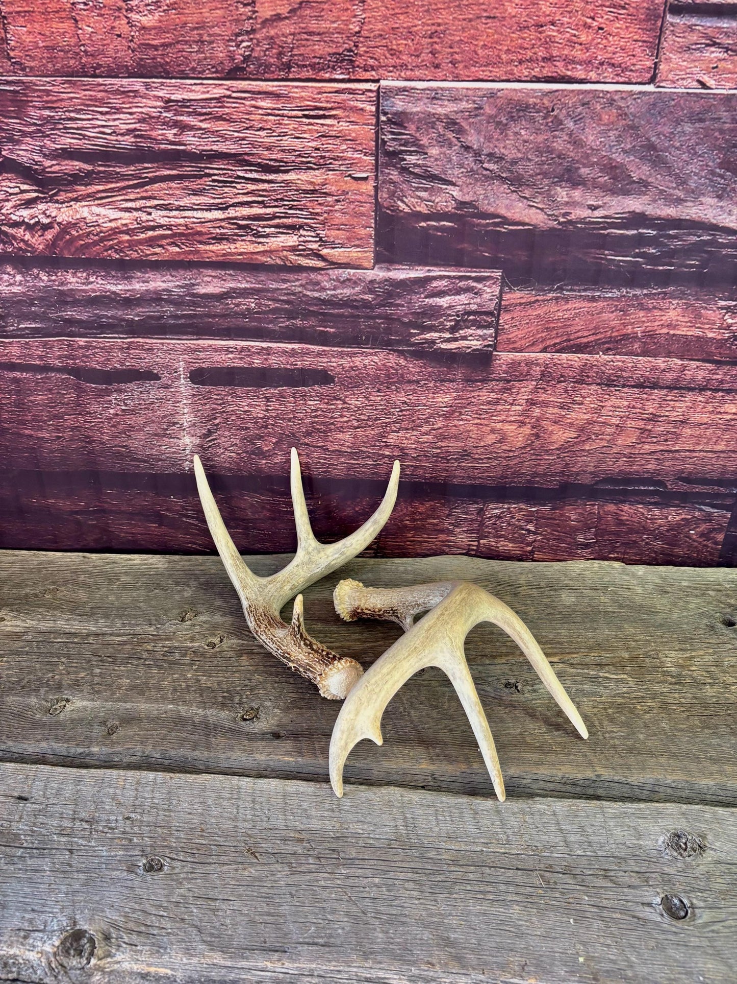 Deer Antlers - White-tailed Deer Matching set. Canadian Buck. Crafting and Decor Antlers