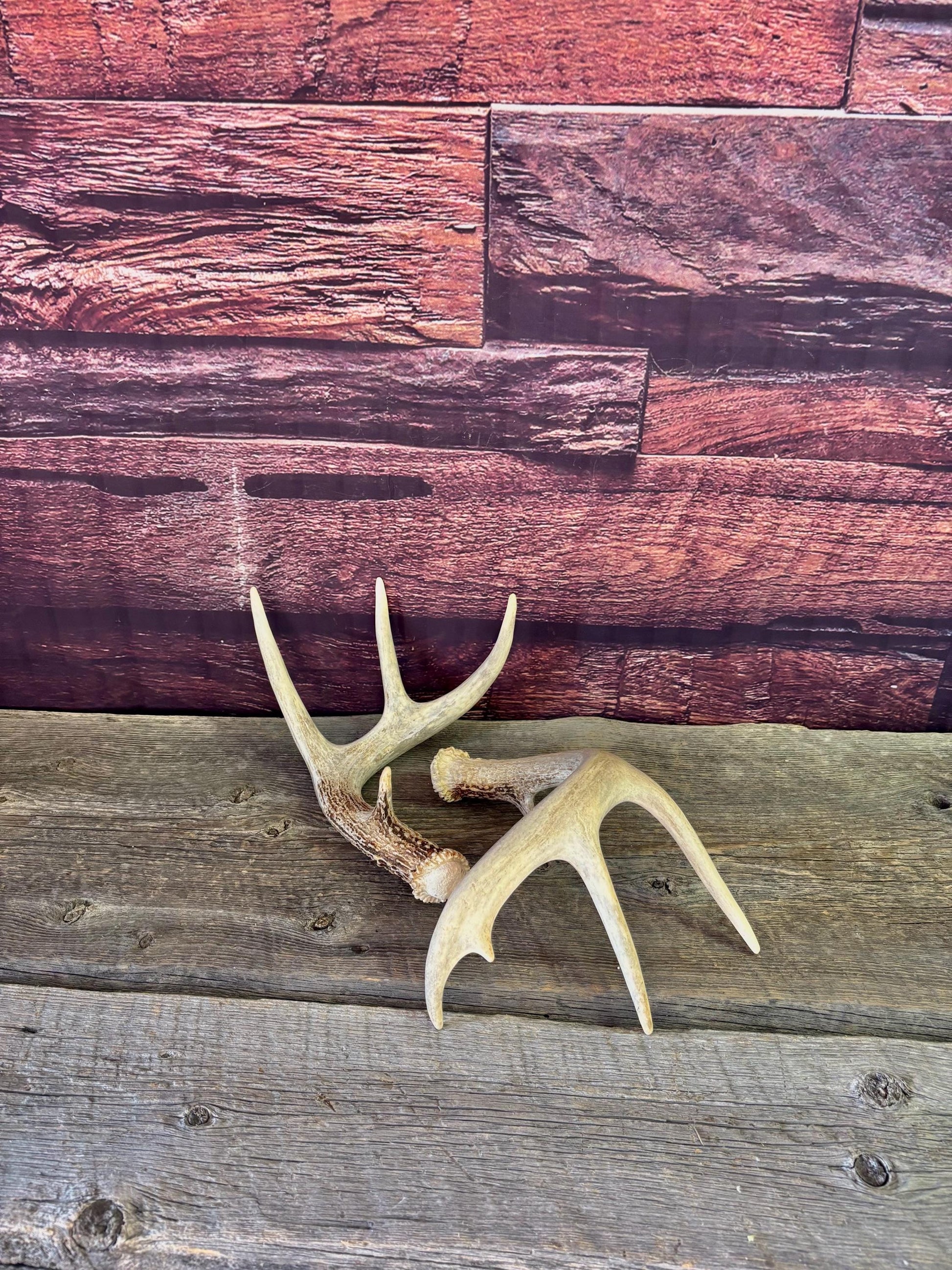 Deer Antlers - White-tailed Deer Matching set. Canadian Buck. Crafting and Decor Antlers
