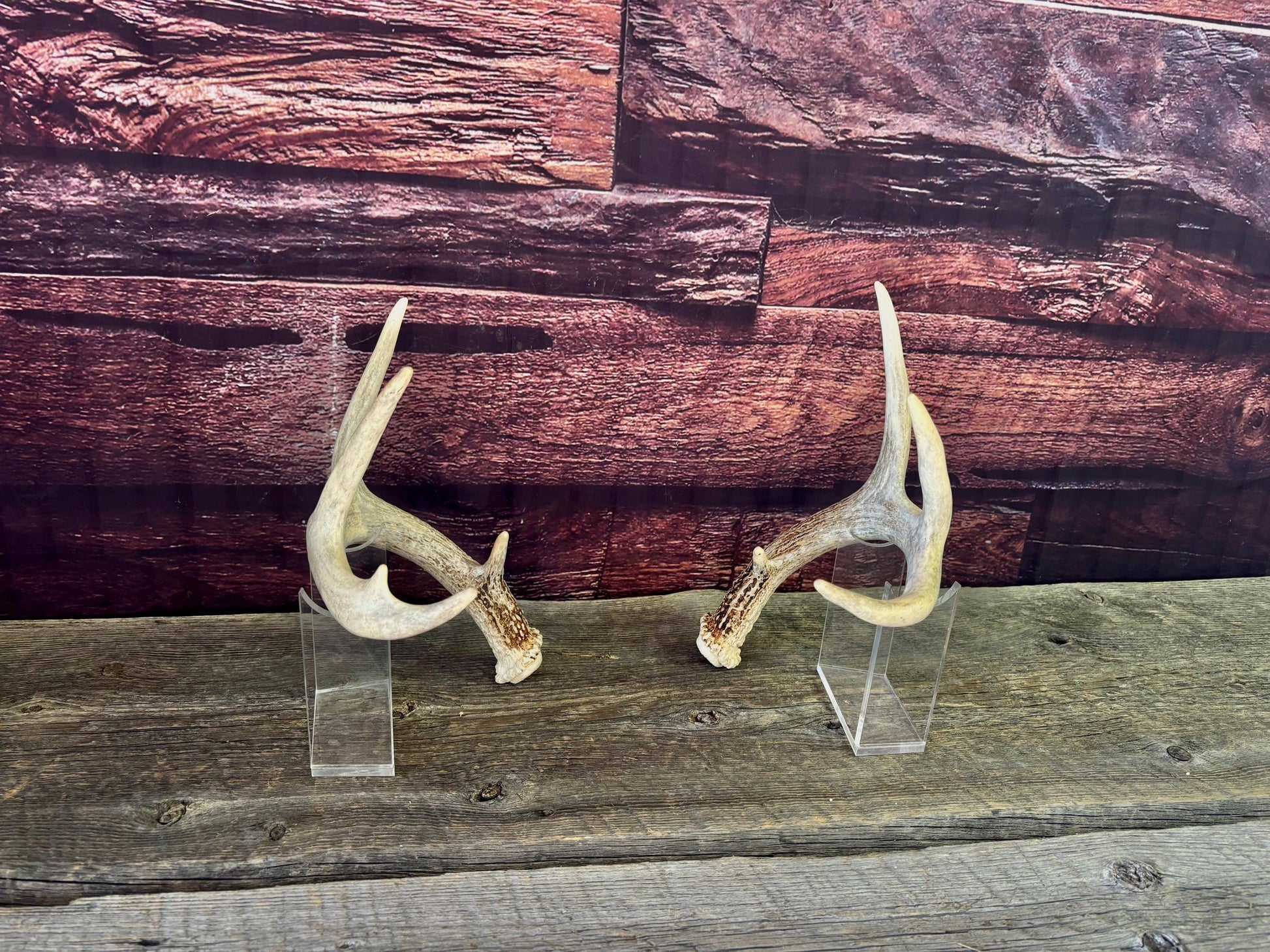 Deer Antlers - White-tailed Deer Matching set. Canadian Buck. Crafting and Decor Antlers