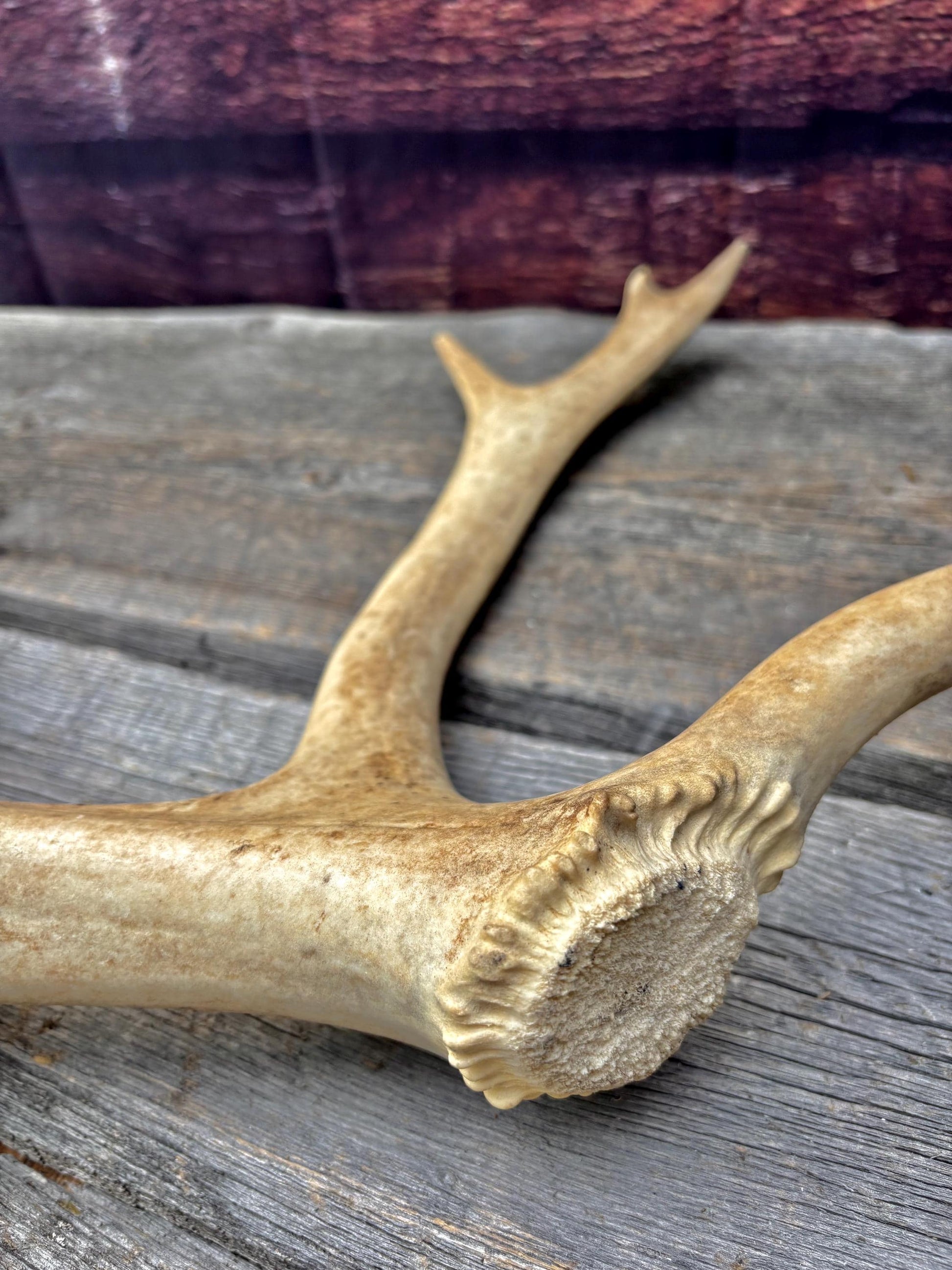 Shed Caribou Antler: Unique Woodland Home Decoration