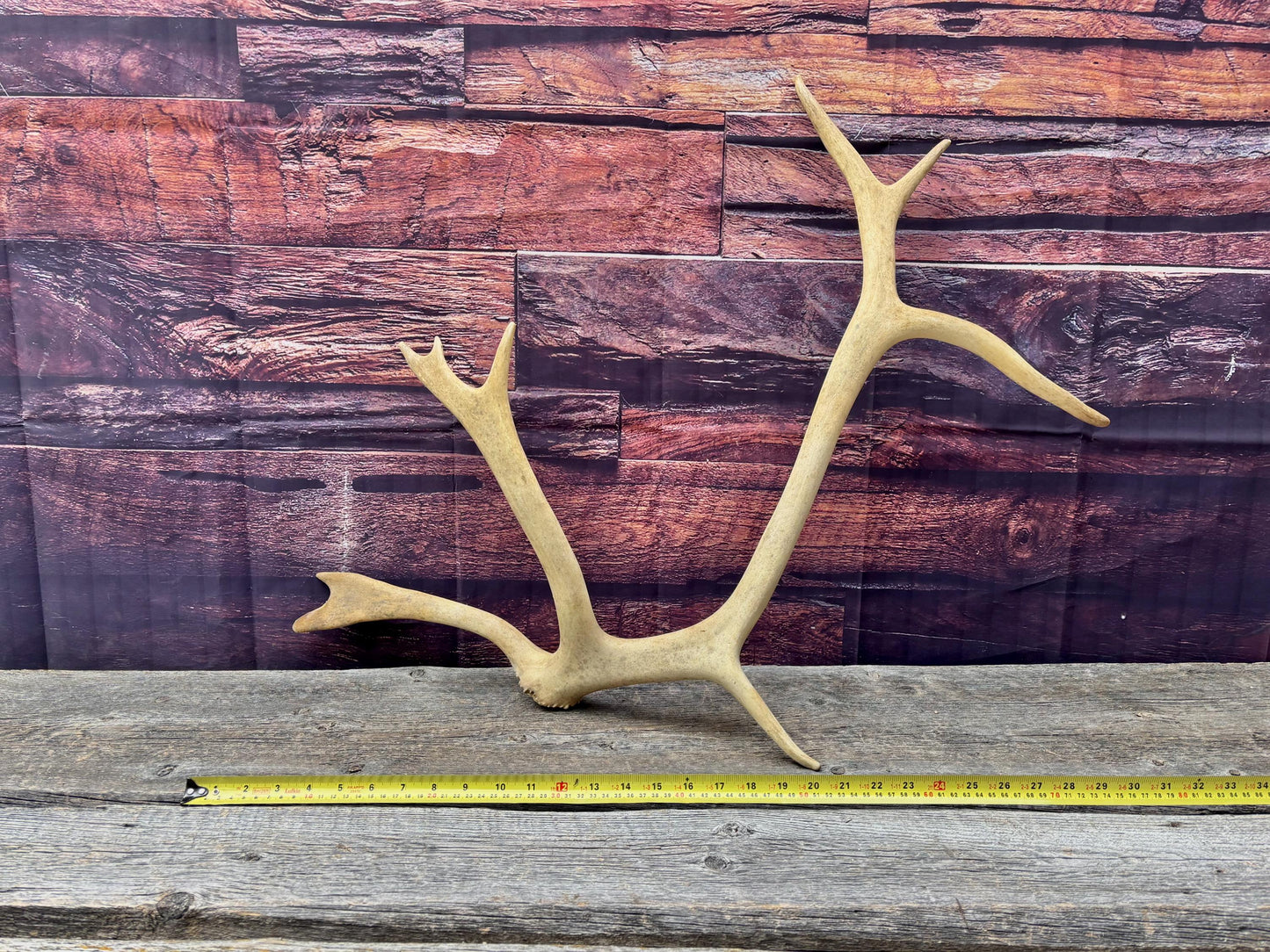 Shed Caribou Antler: Unique Woodland Home Decoration
