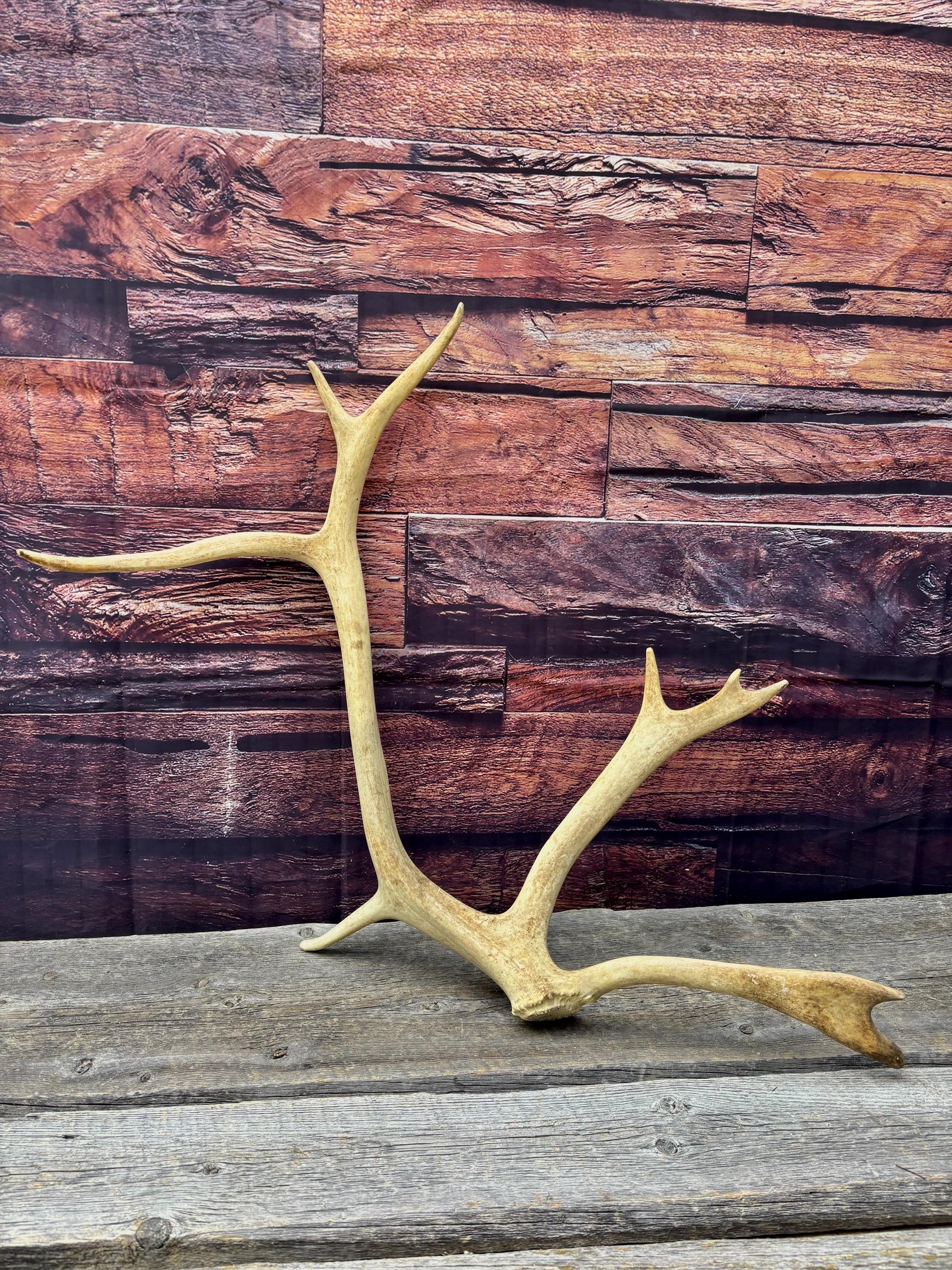 Shed Caribou Antler: Unique Woodland Home Decoration