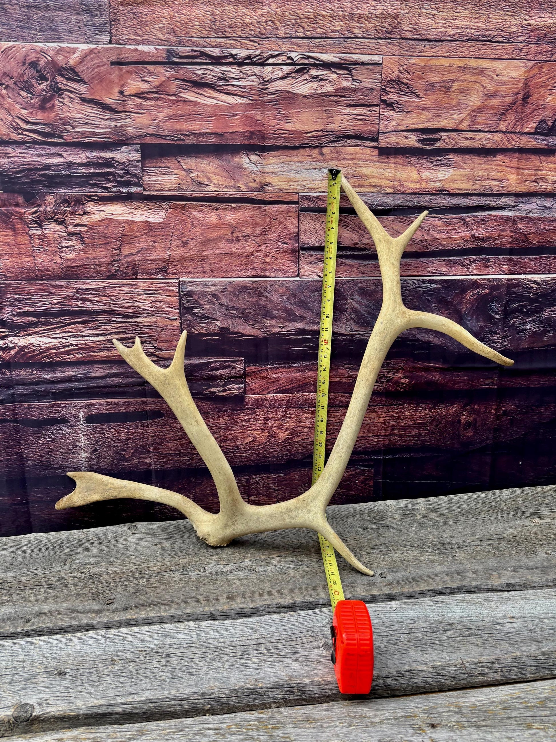 Shed Caribou Antler: Unique Woodland Home Decoration