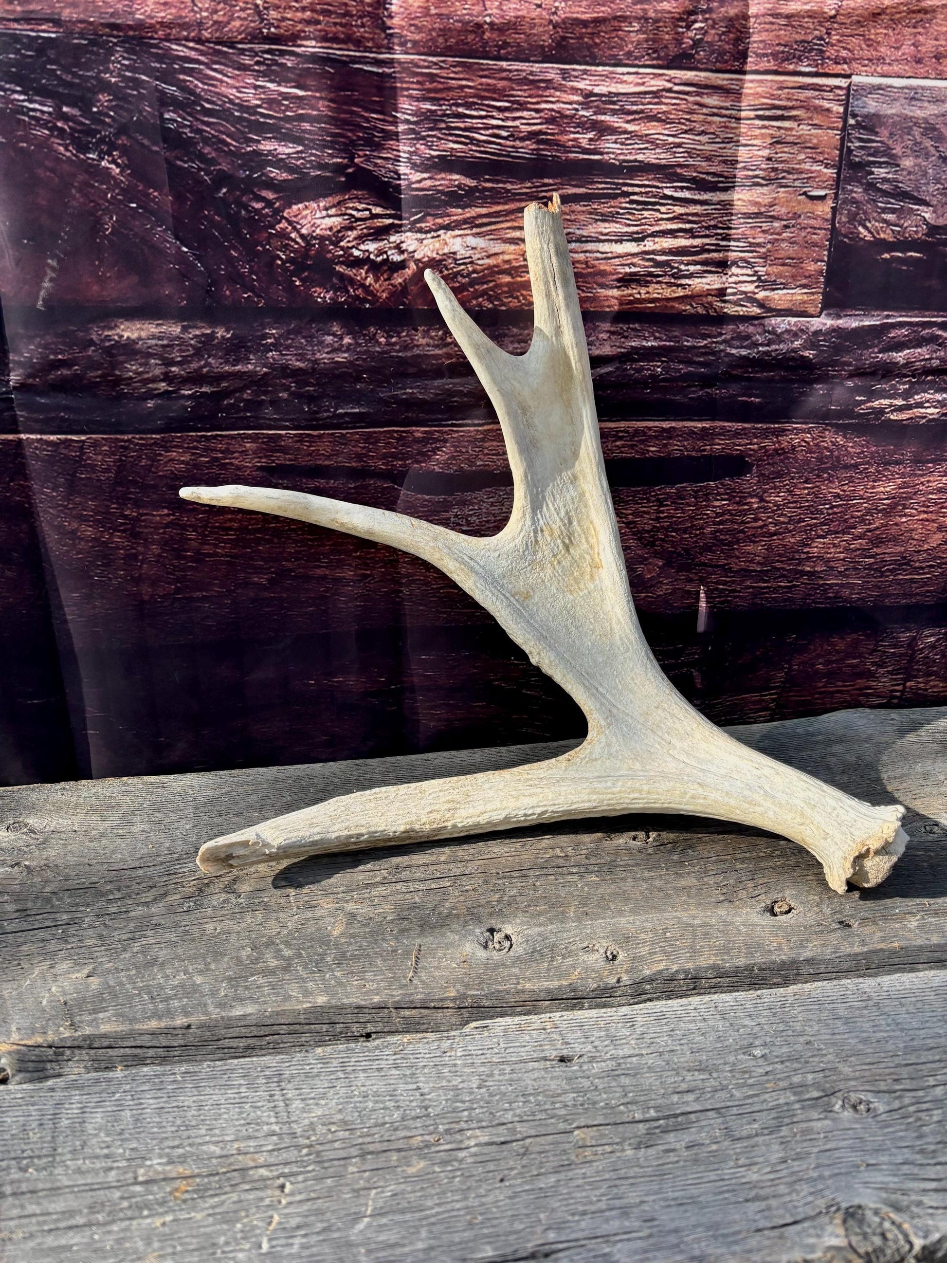 Bull Moose Antler. For crafting, decor and more