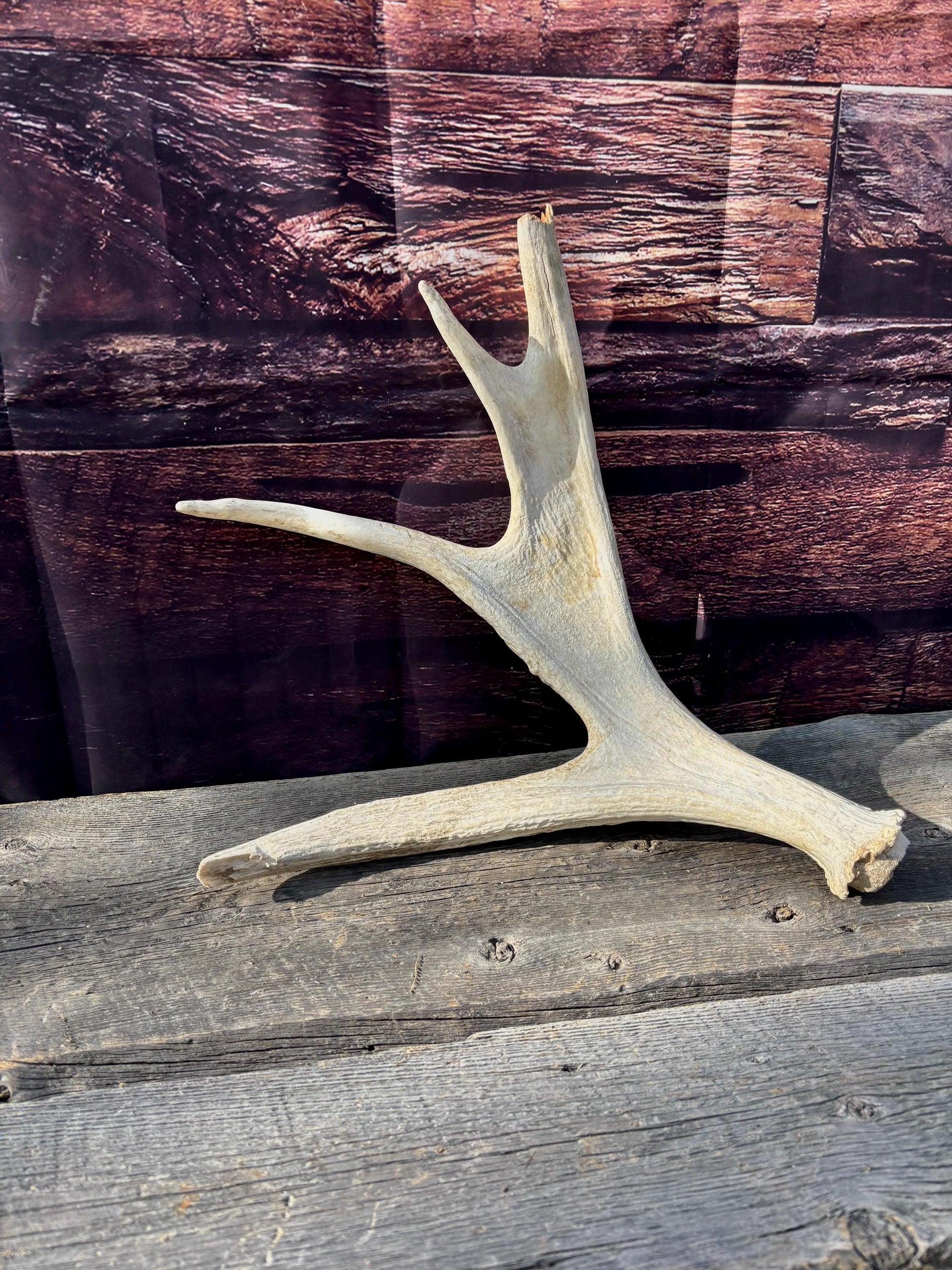 Bull Moose Antler. For crafting, decor and more