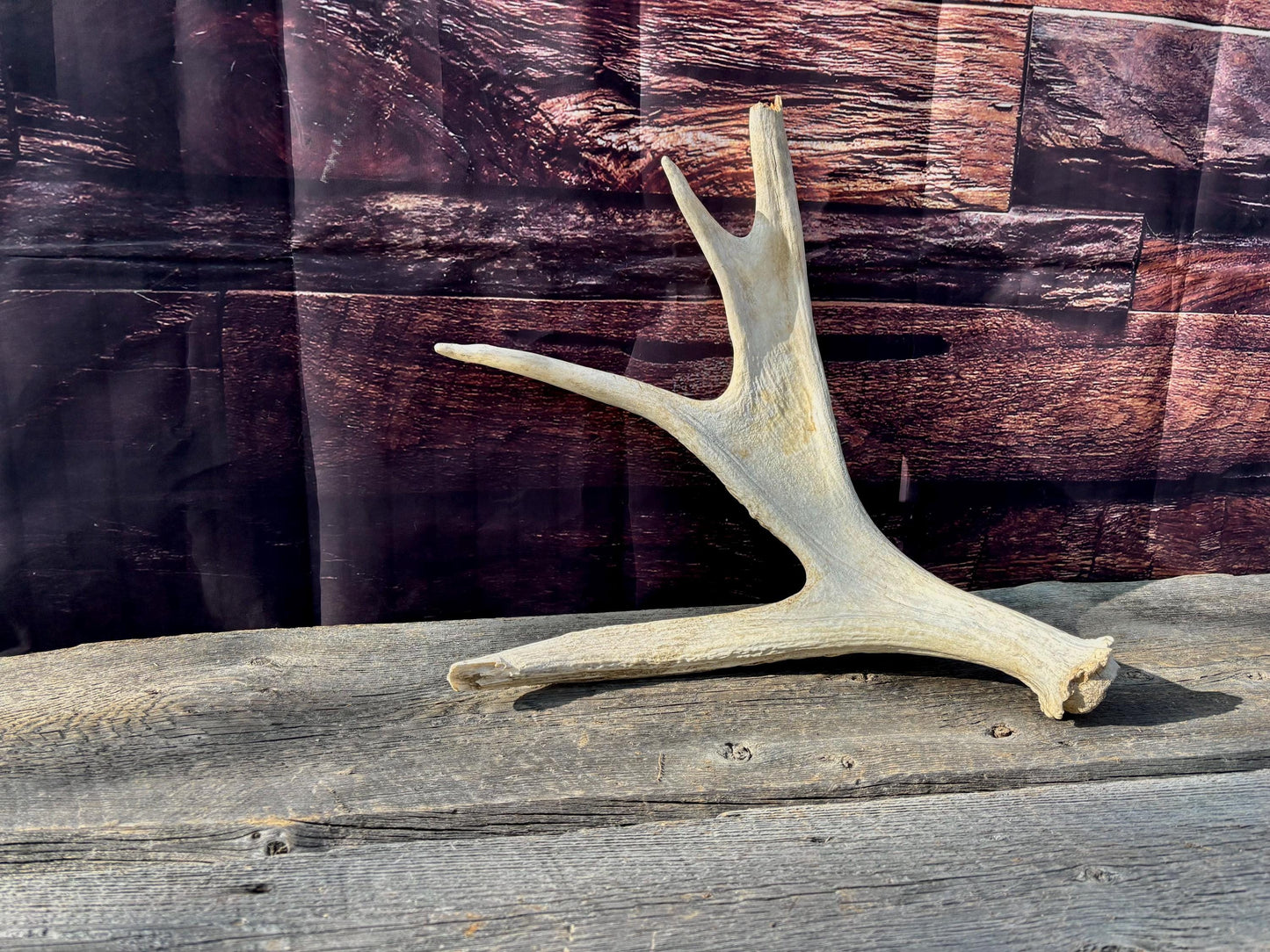 Bull Moose Antler. For crafting, decor and more