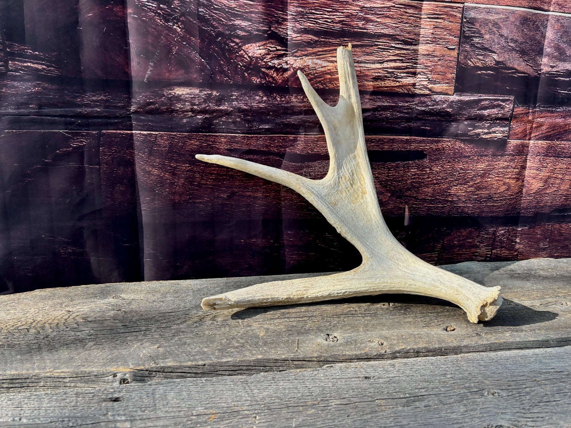 Bull Moose Antler. For crafting, decor and more