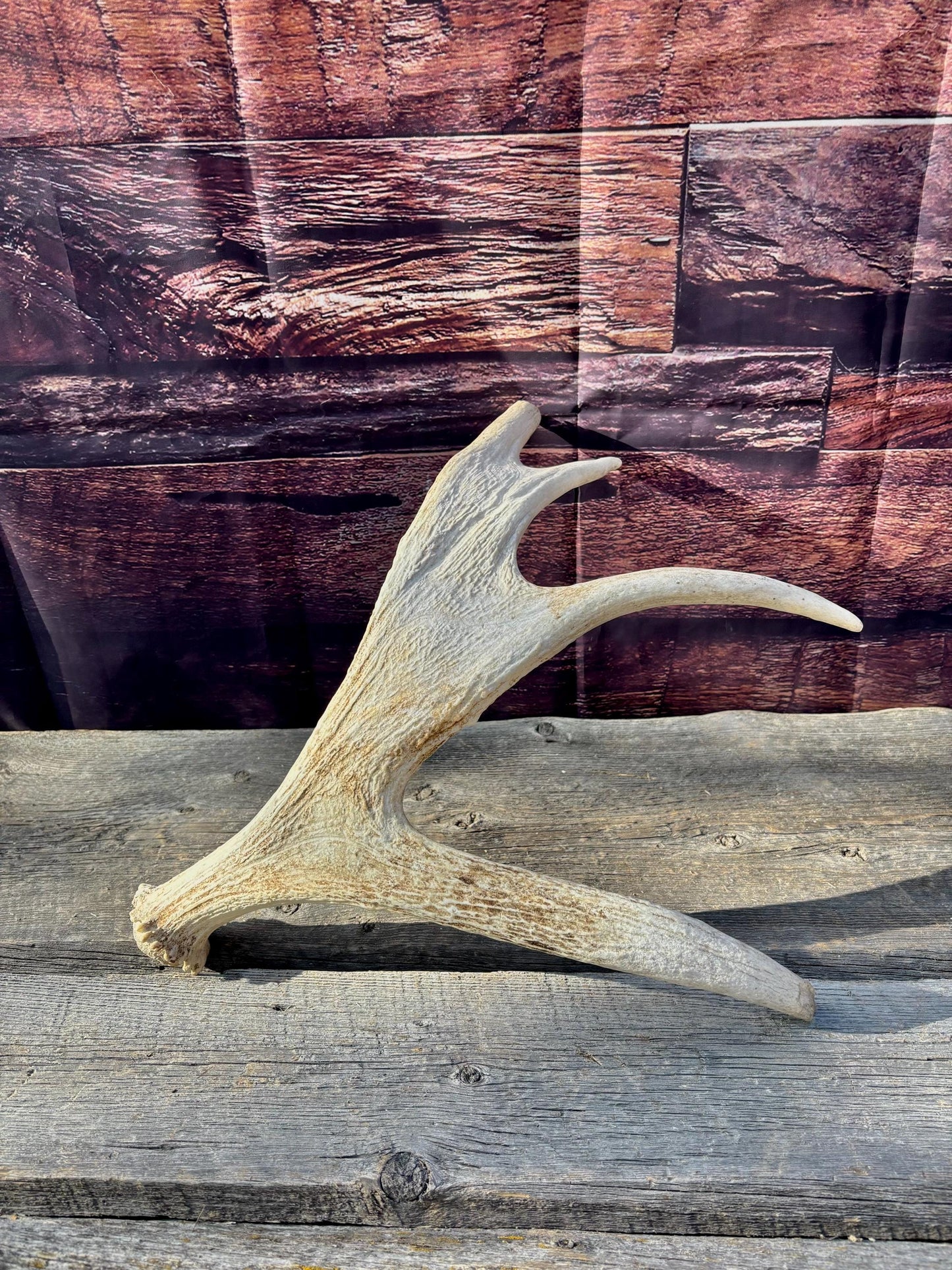 Bull Moose Antler. For crafting, decor and more