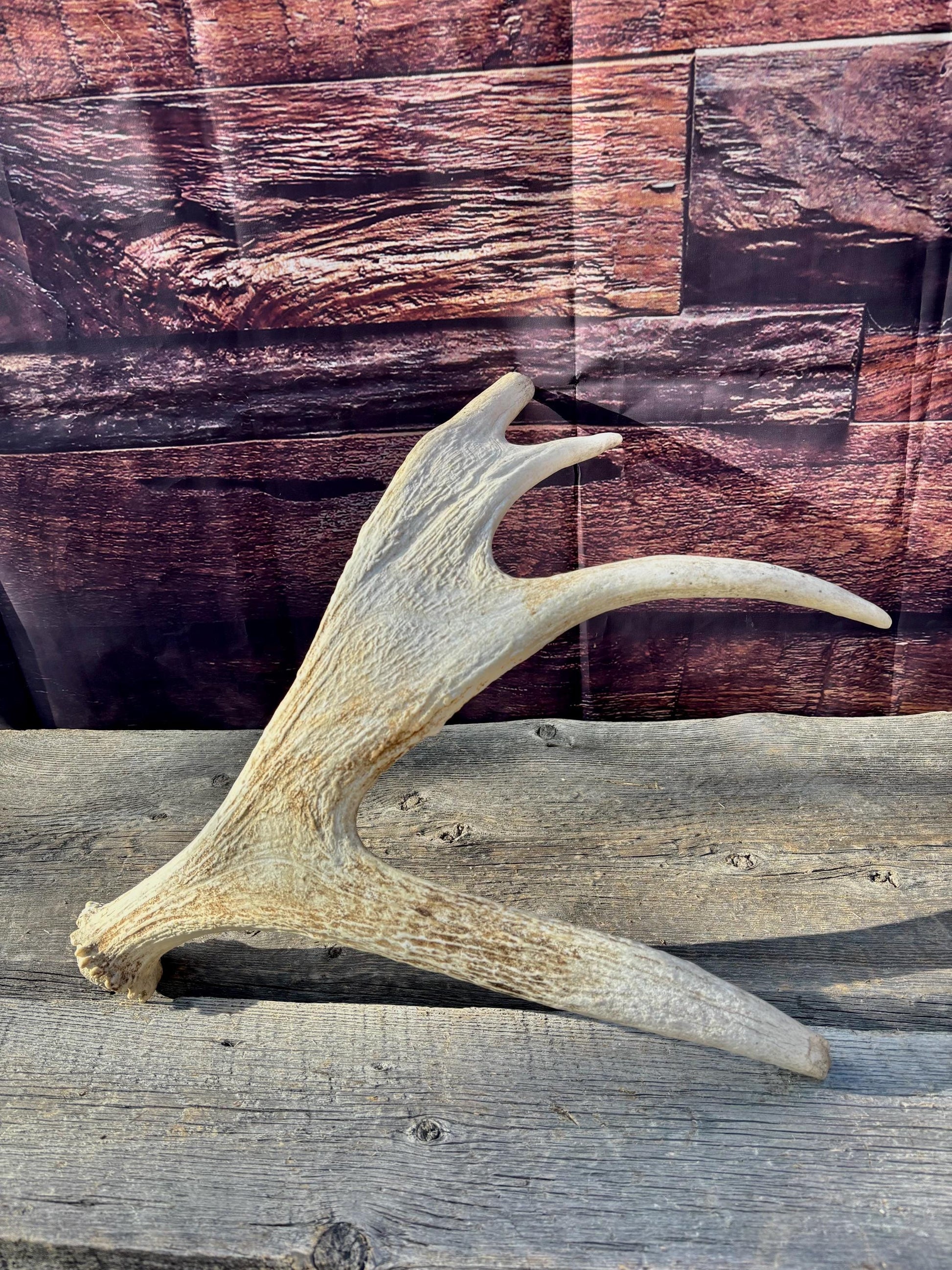 Bull Moose Antler. For crafting, decor and more